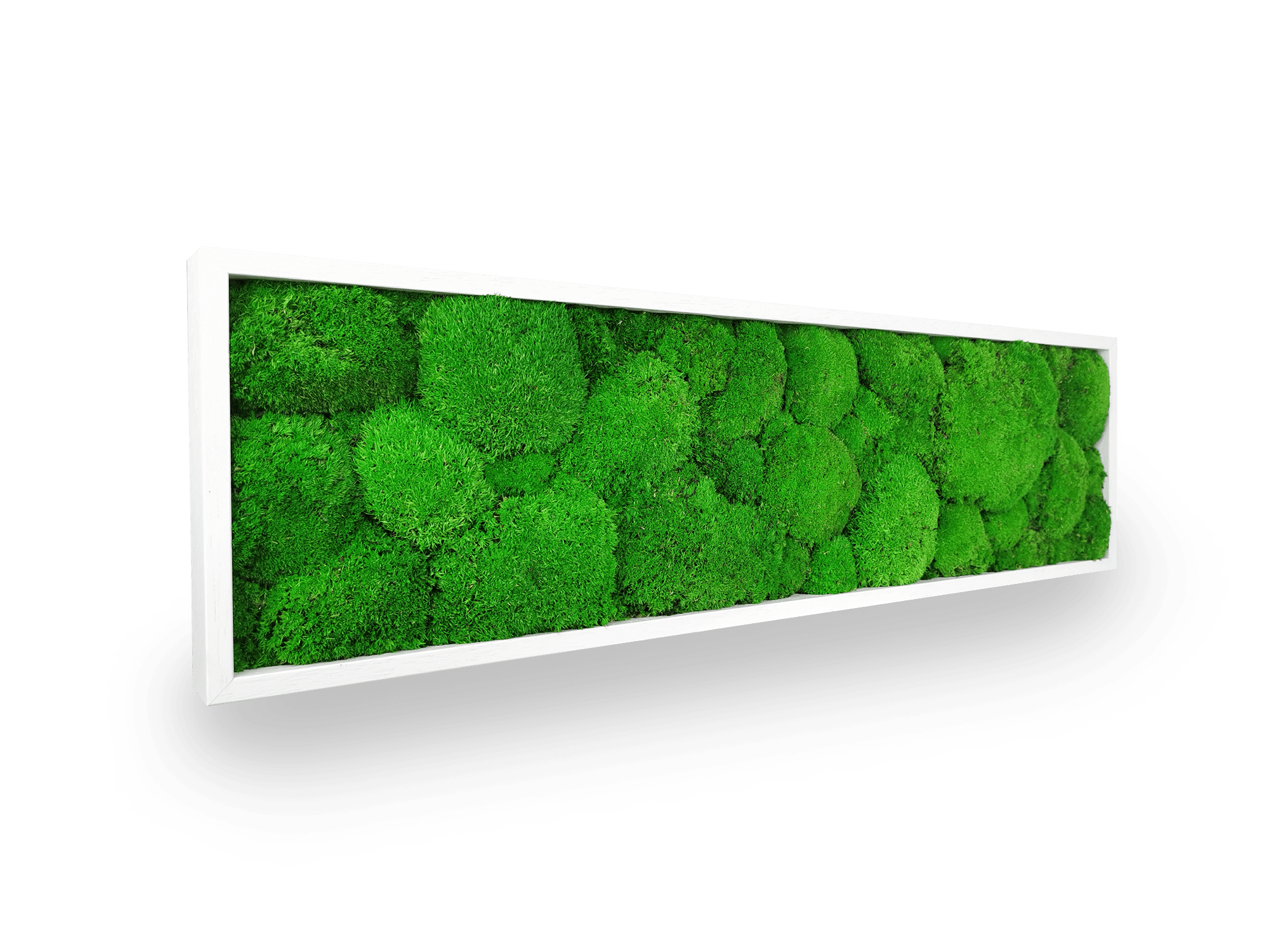 Tableau végétal naturel stabilisé Sphere 20x70