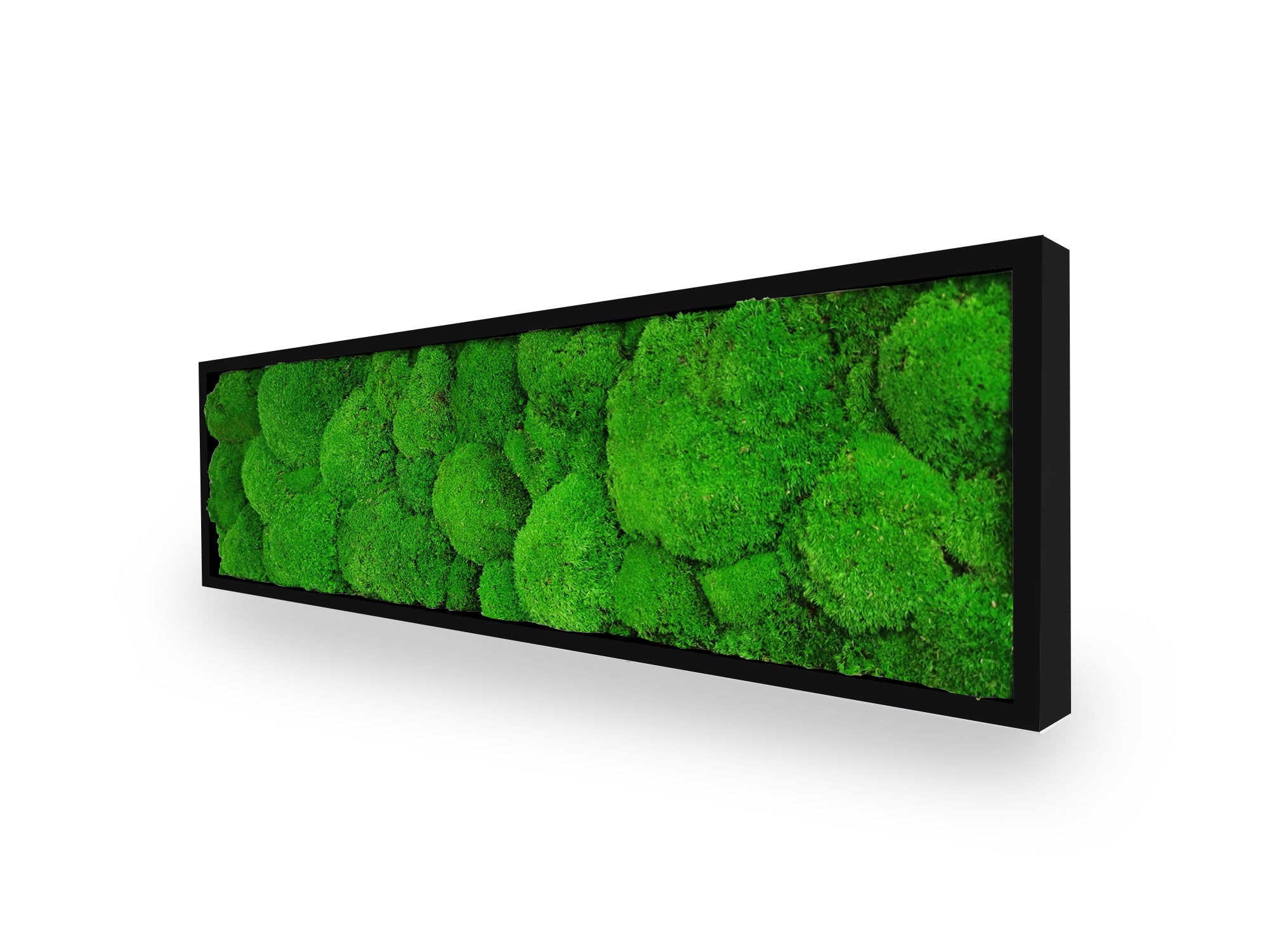 Tableau végétal naturel stabilisé Sphere 20x70