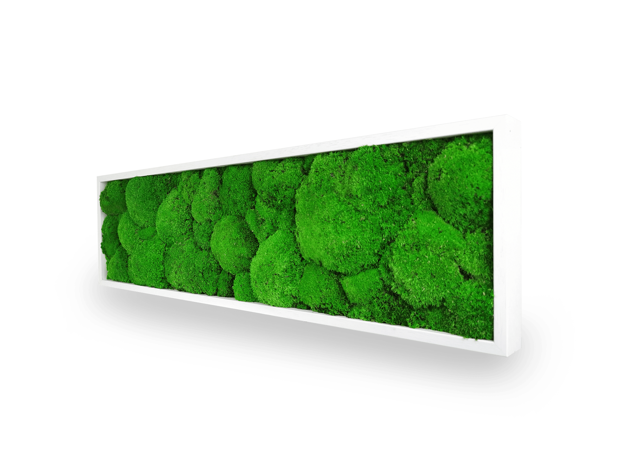 Tableau végétal naturel stabilisé Sphere 20x70