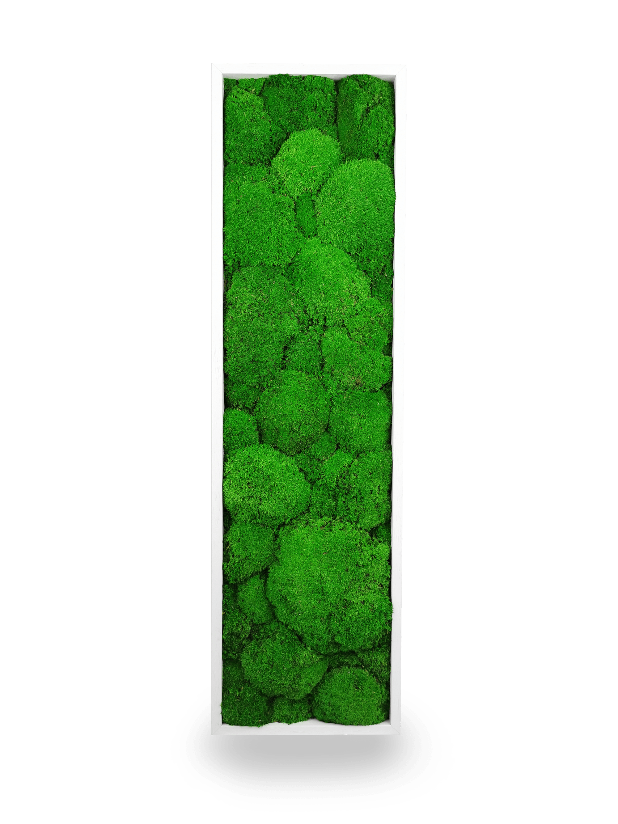 Tableau végétal naturel stabilisé Sphere 20x70