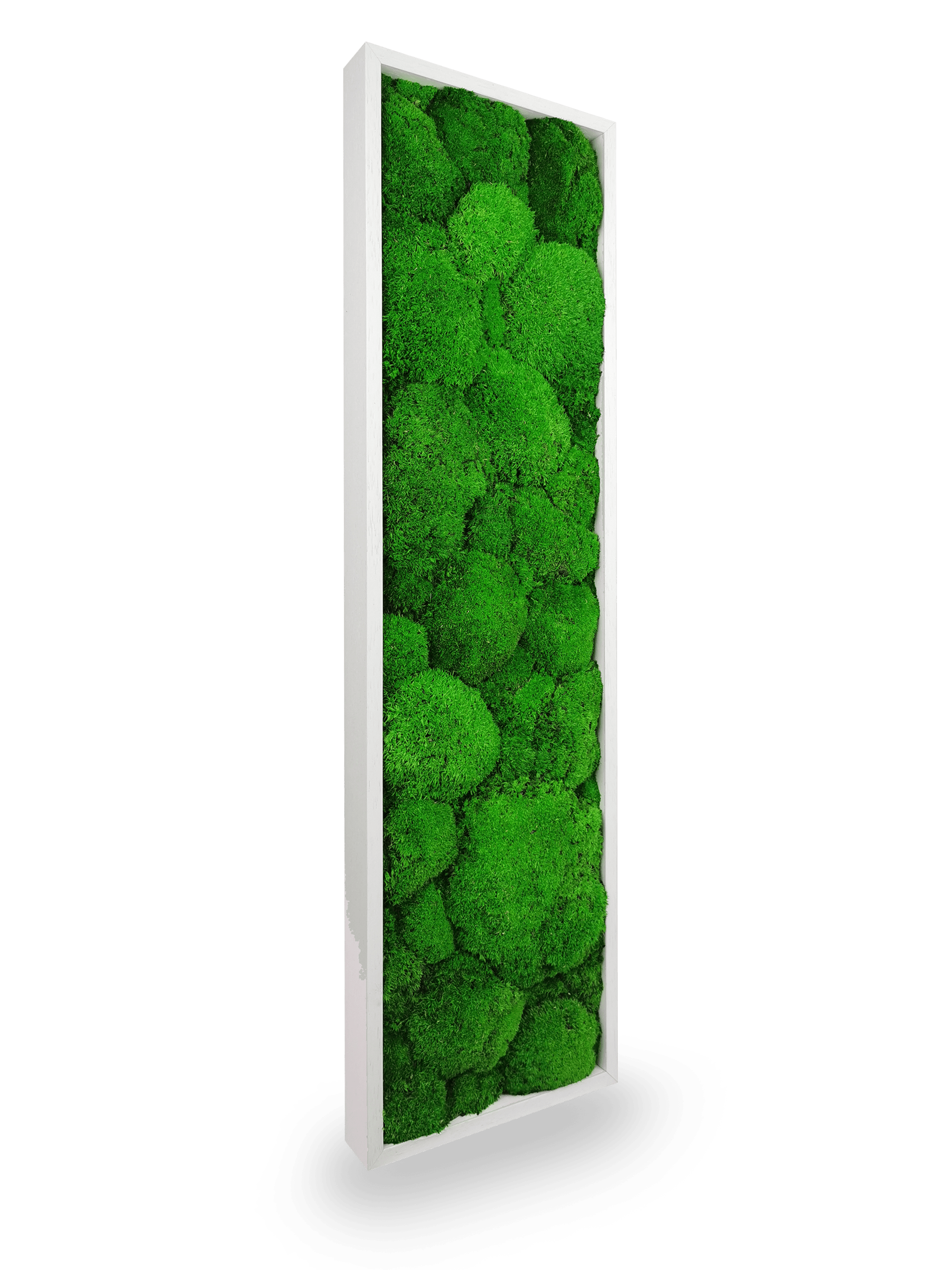 Tableau végétal naturel stabilisé Sphere 20x70