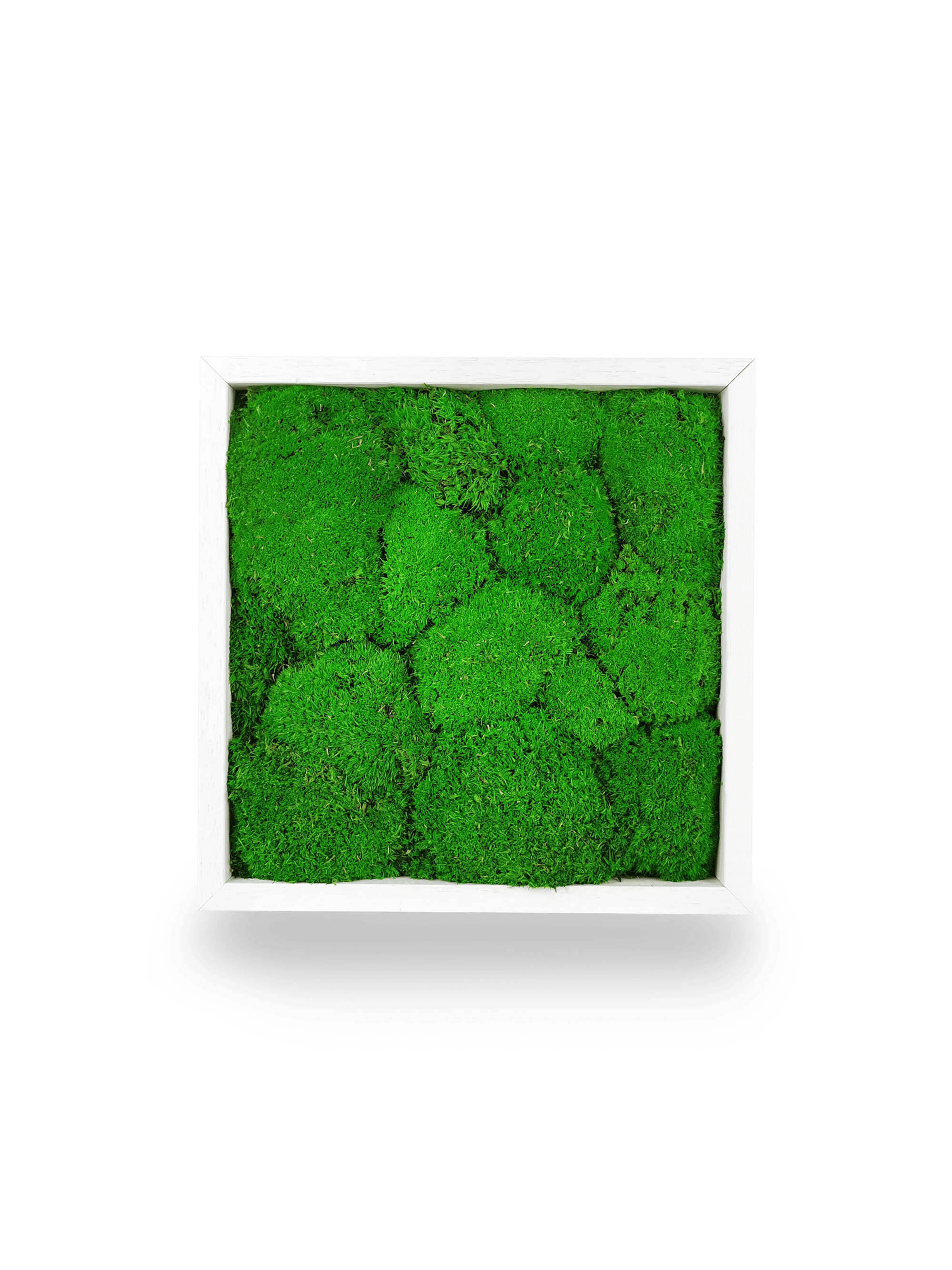 Tableau végétal stabilisé Sphere 22x22 cm accroché mur - cadre blanc épuré format carré petit - mur végétal décoratif mousses boules - idéal bureau chambre cuisine salle bain entrée sans arrosage