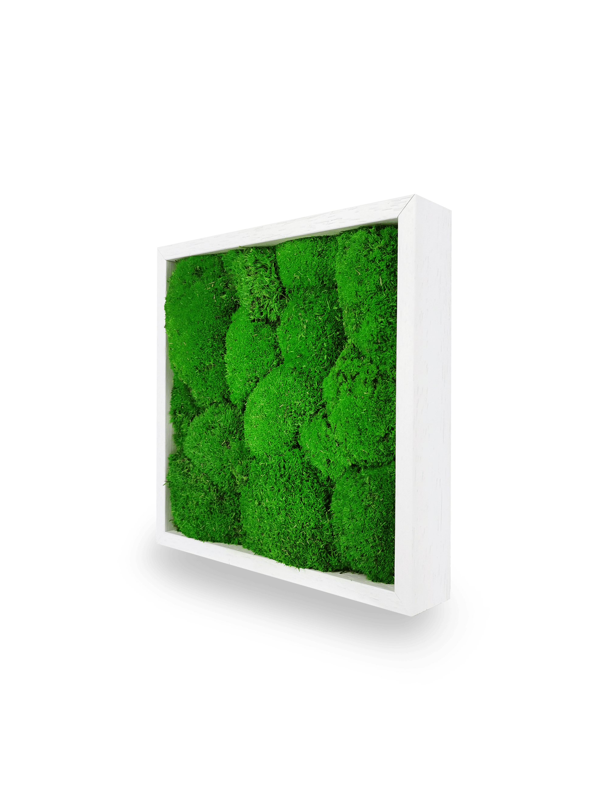 Tableau végétal naturel stabilisé Sphere 22x22