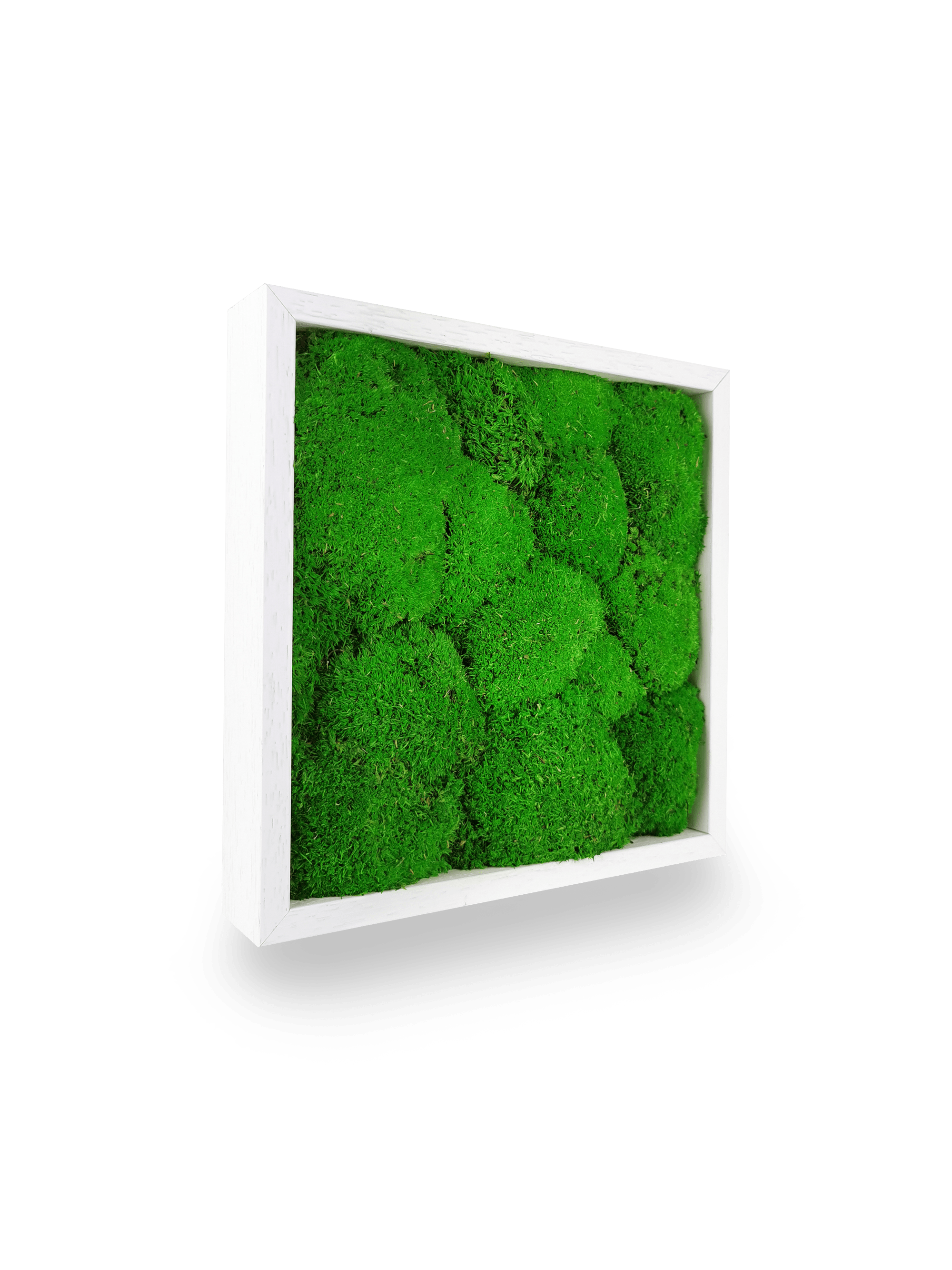 Tableau végétal naturel stabilisé Sphere 22x22 cm carré - composition mousses boules vertes acidulées relief sphérique - jardin vertical compact intérieur sans eau lumière - décoration murale nature tendance 2025