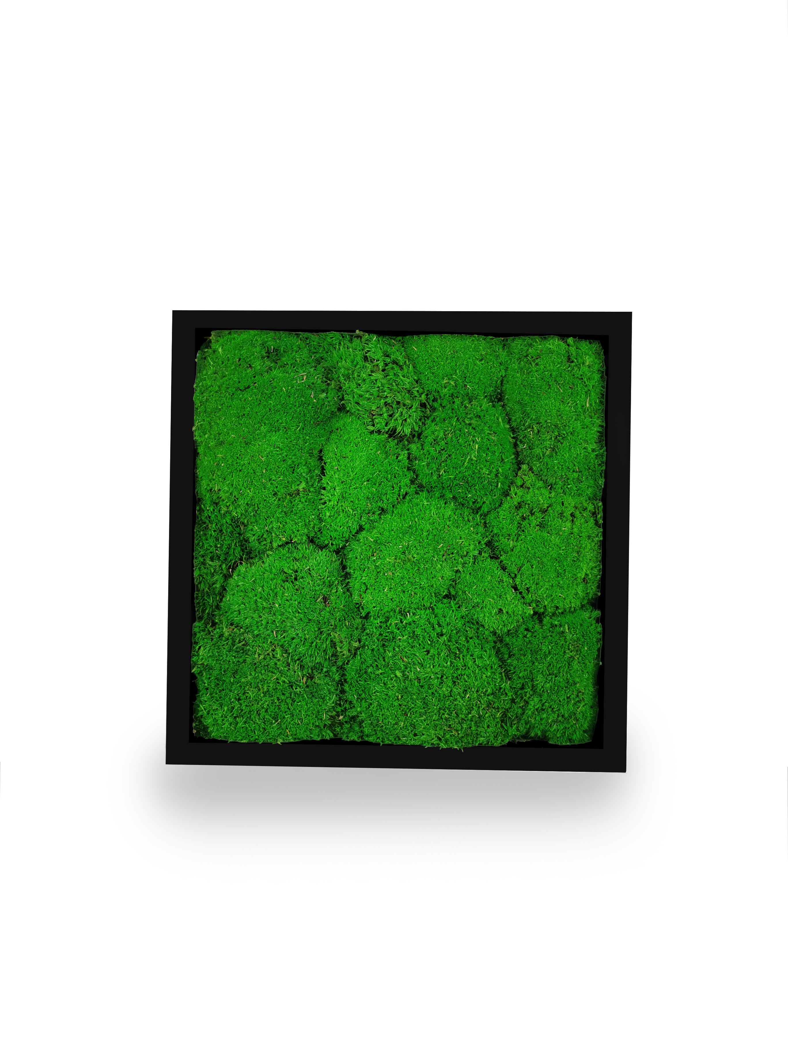 Tableau végétal naturel stabilisé Sphere 22x22