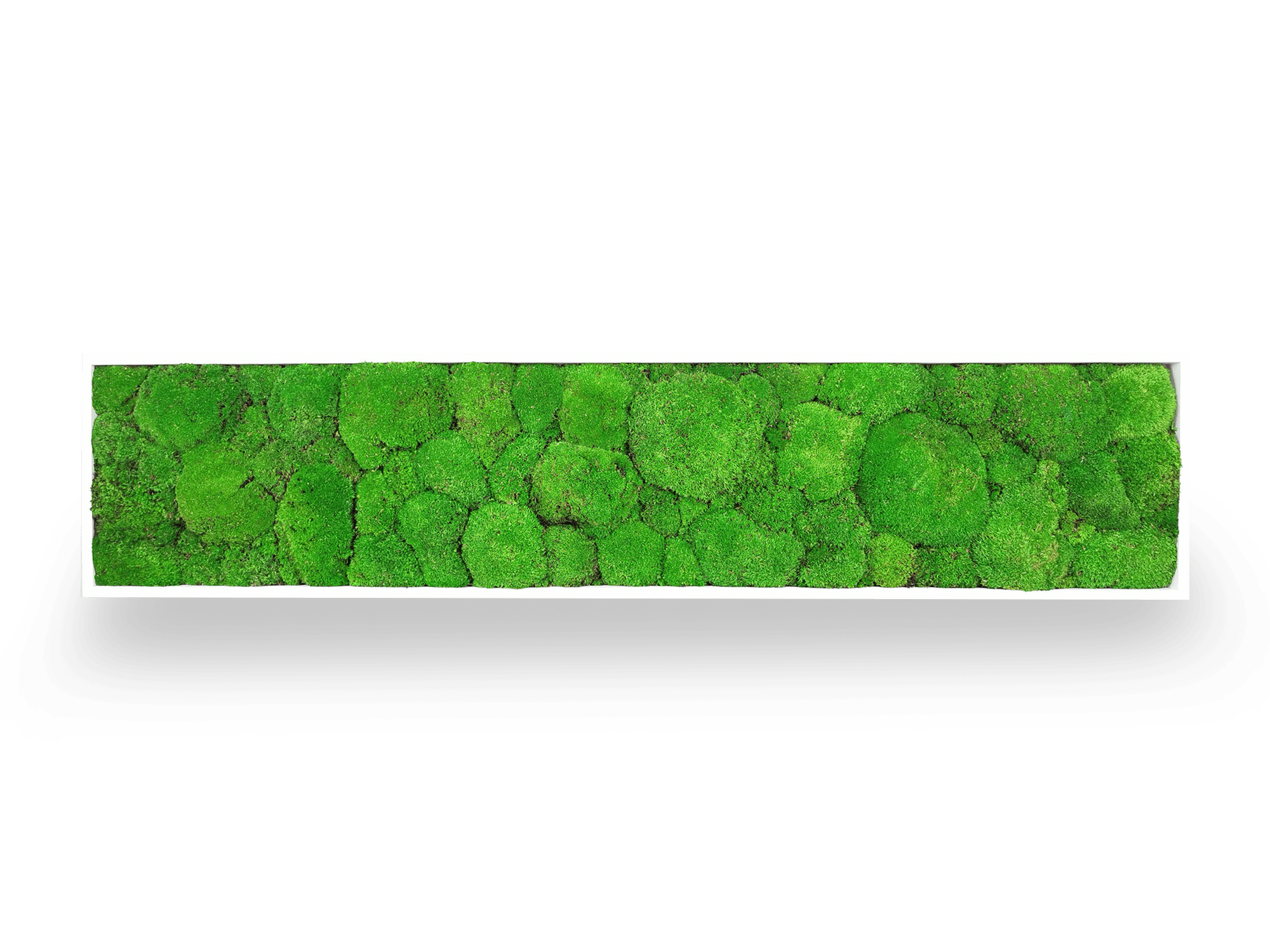 Tableau végétal naturel stabilisé Sphere 25x115 cm - composition mousses boules vertes acidulées relief sphérique - jardin vertical étroit intérieur sans eau lumière - décoration murale nature tendance 2025