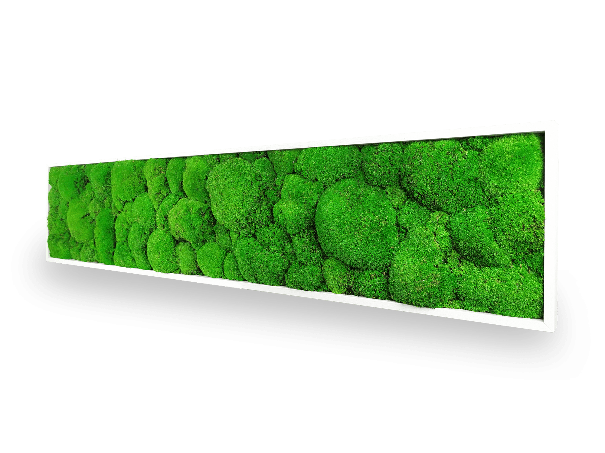 Tableau végétal naturel stabilisé Sphere 25x115 cm - composition mousses boules vertes acidulées relief sphérique - jardin vertical étroit intérieur sans eau lumière - décoration murale nature tendance 2025