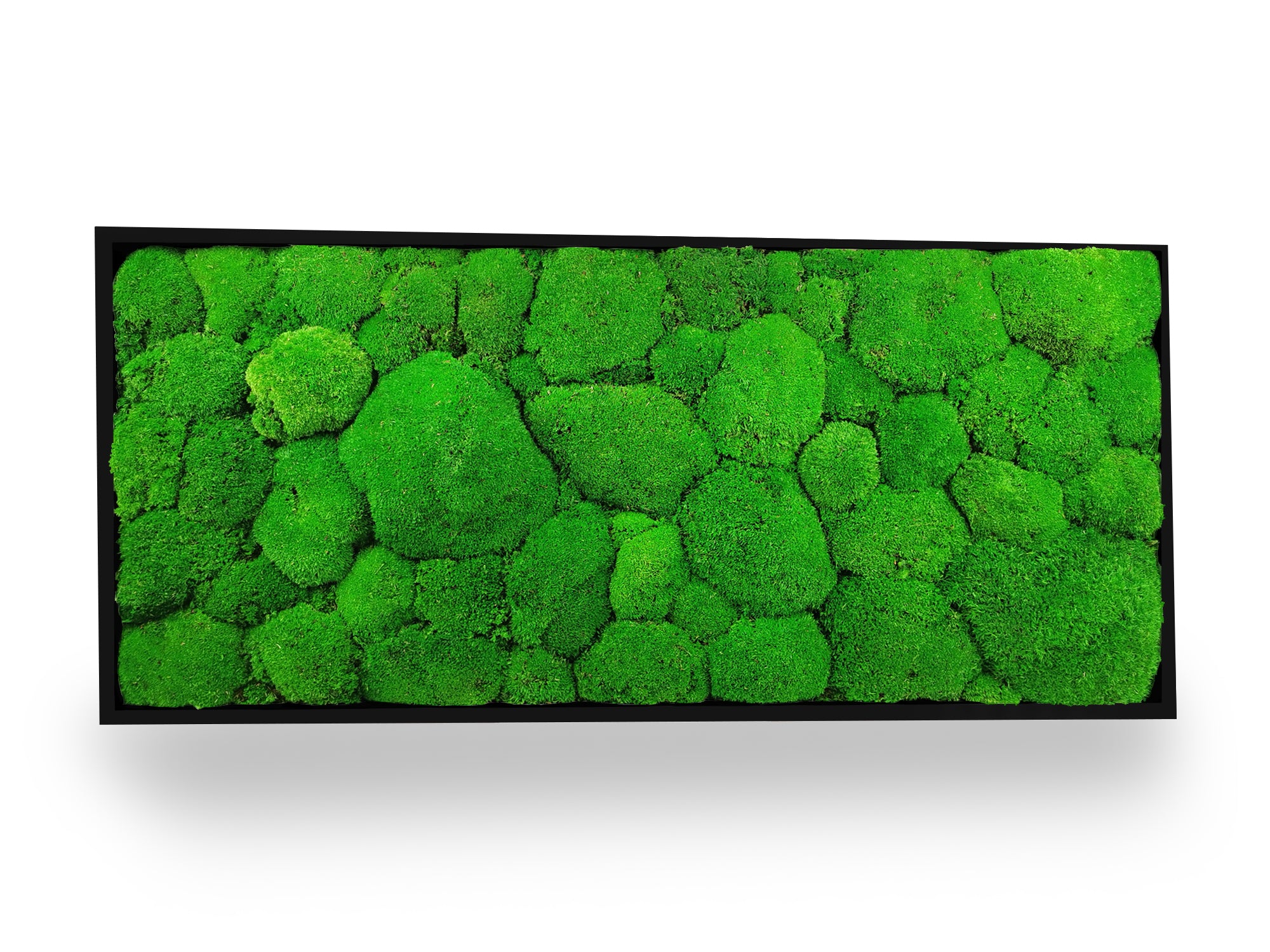 Cadre végétal stabilisé Sphere 34x74 cm noir format vertical - composition mousses boules vertes relief sphérique - jardin vertical sans arrosage eau lumière - plantes naturelles préservées France