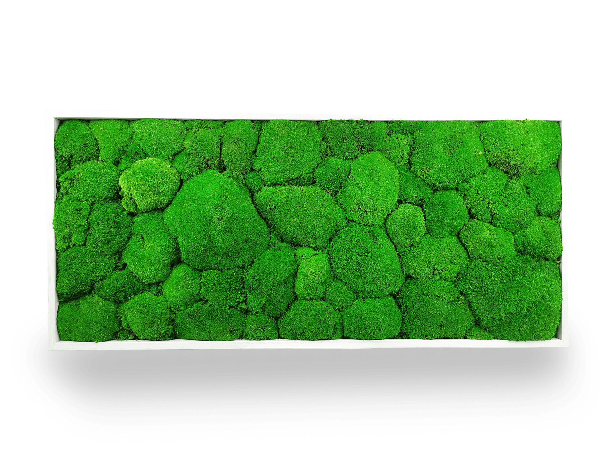 Tableau végétal stabilisé Sphere 34x74 cm accroché mur salon - cadre blanc épuré format rectangulaire vertical - mur végétal décoratif mousses boules - idéal bureau chambre salon entrée sans arrosage