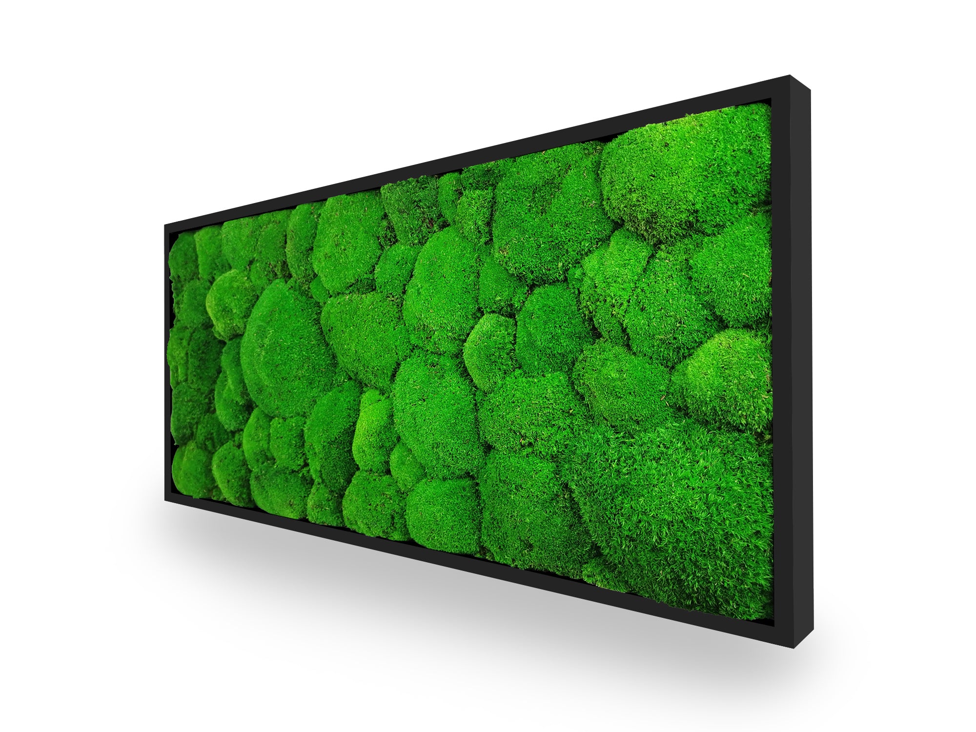 Détail texture tableau végétal Sphere 34x74 cm cadre noir - mousses boules vertes stabilisées relief 3D sphérique - ambiance nature zen relaxante - décoration végétale écologique moderne