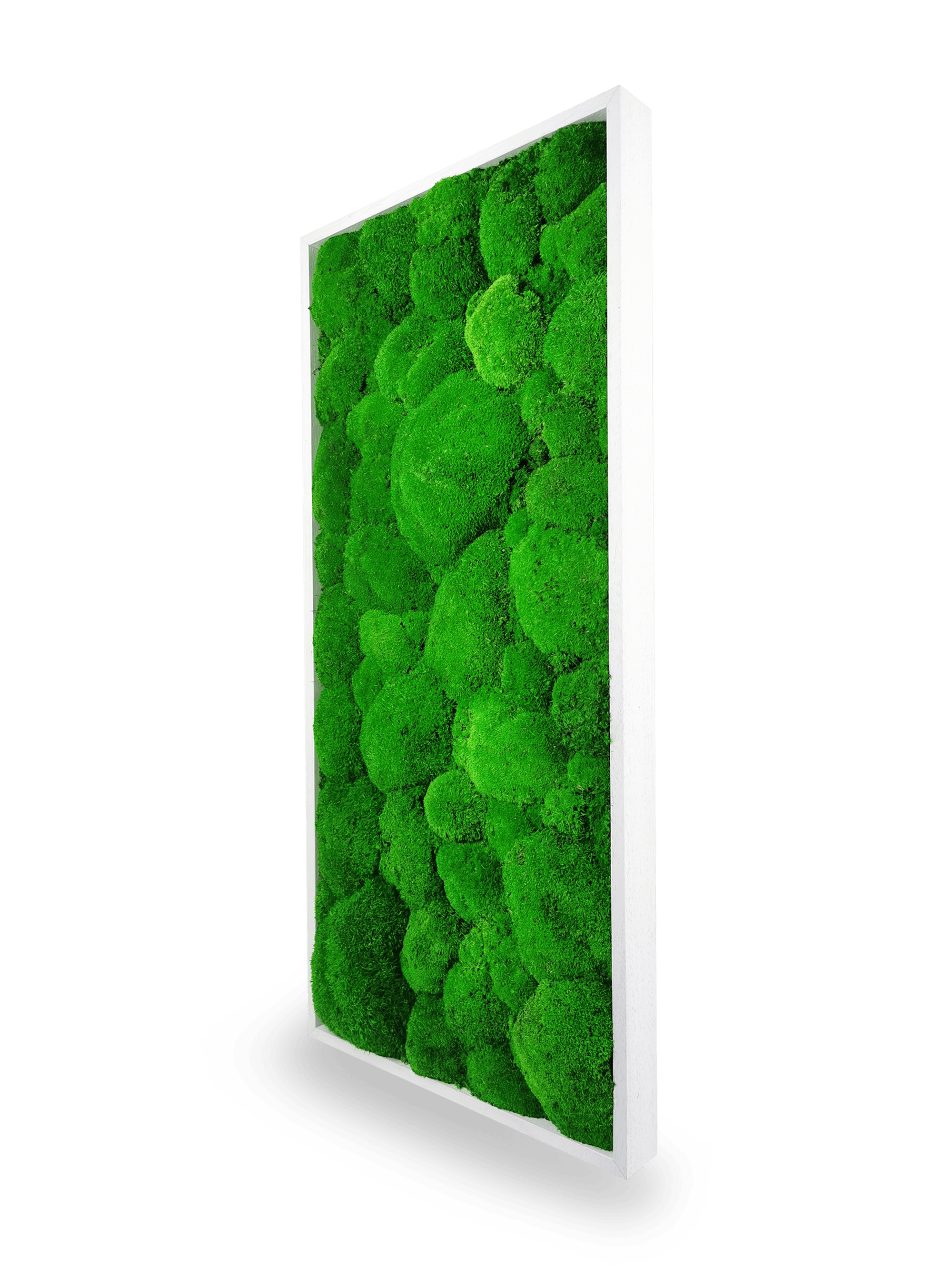 Installation tableau végétal stabilisé Sphere 34x74 cm mur blanc - format rectangulaire vertical moyen - jardin vertical intérieur tendance moderne - décoration murale végétale premium haut gamme