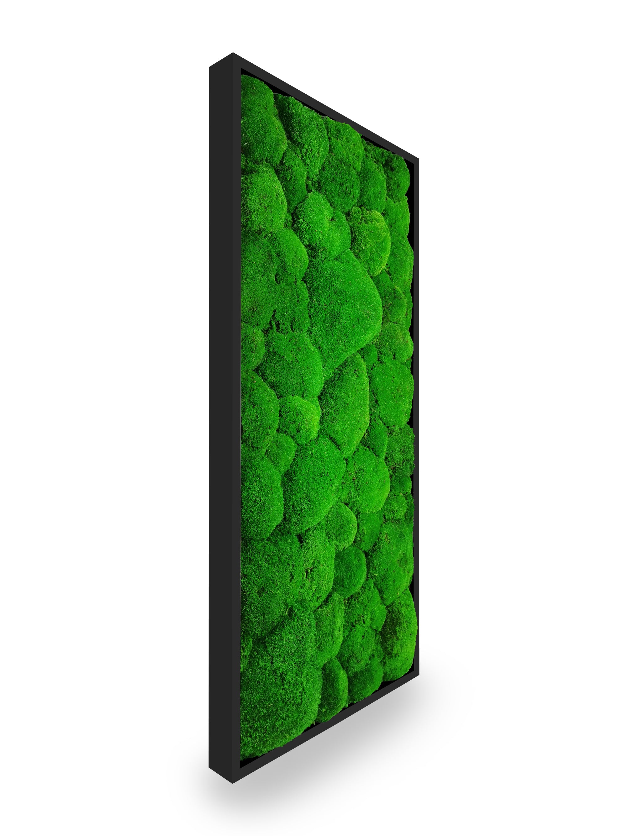 Vue rapprochée tableau végétal stabilisé Sphere 34x74 cm cadre noir - composition mousses boules vertes naturelles - mur végétal moderne épuré sans entretien arrosage lumière
