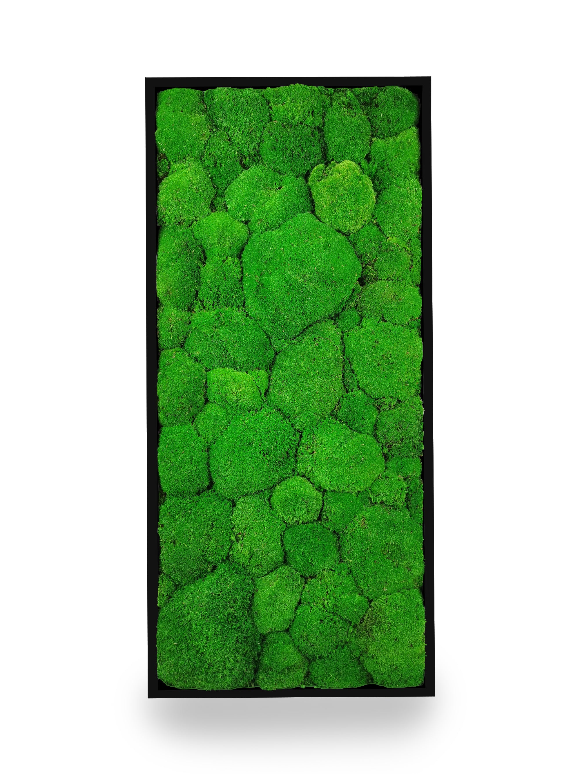 Tableau végétal Sphere 34x74 cm cadre noir installé intérieur contemporain - format rectangulaire vertical moyen - jardin vertical décoratif professionnel - décoration murale végétale premium