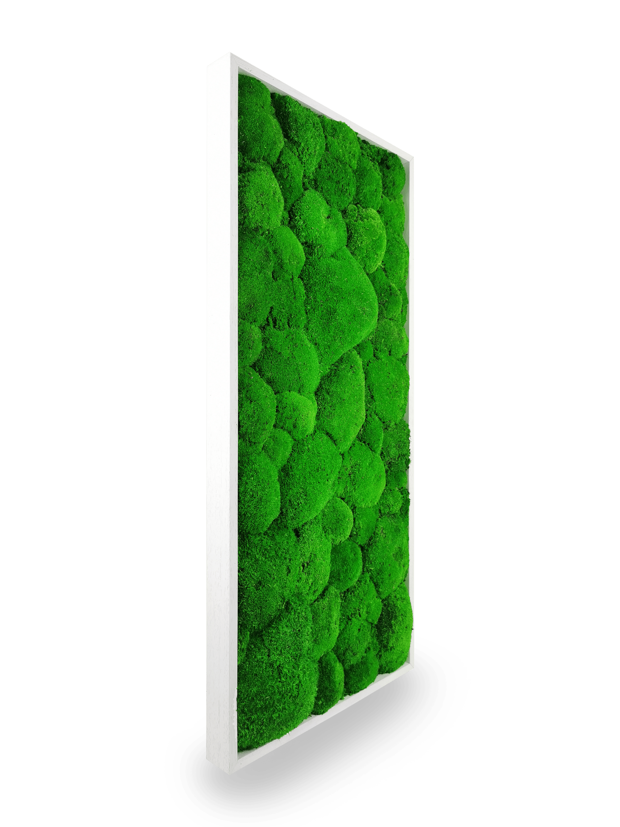 Gros plan détail tableau végétal Sphere 34x74 cm - texture mousses boules vertes relief sphérique 3D - composition végétale unique - plantes stabilisées durables 10 ans sans entretien France