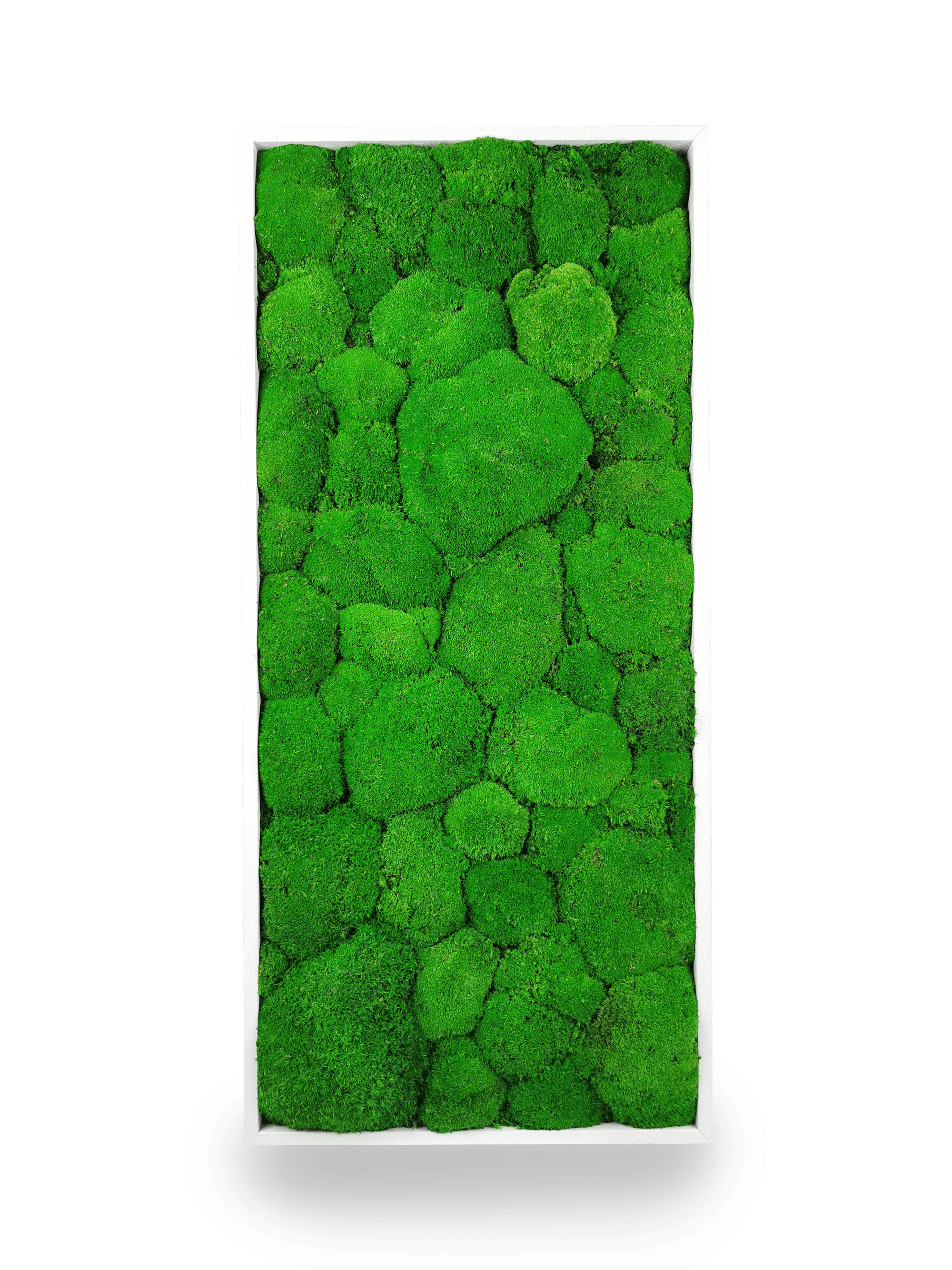 Tableau végétal Sphere 34x74 cm dans intérieur moderne scandinave - cadre blanc minimaliste format rectangulaire vertical - mur végétal décoratif - idéal salon bureau professionnel hôtel