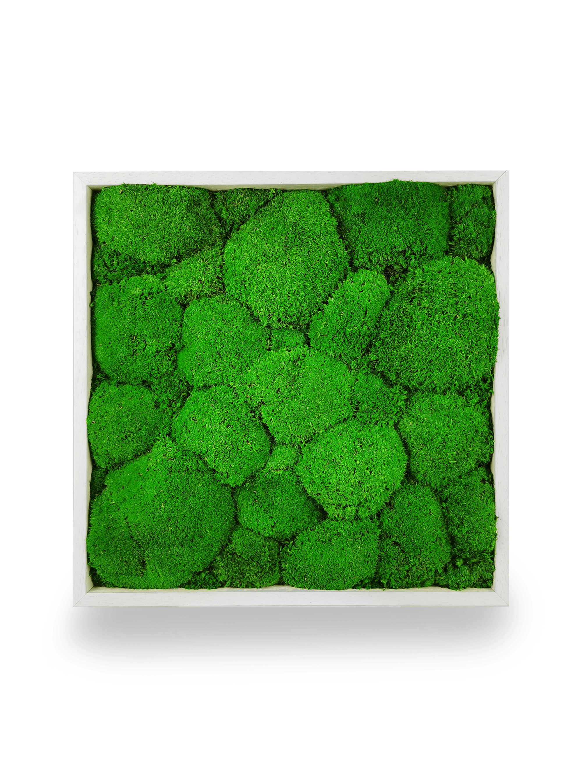 Stabilisiertes Naturpflanzenbild Kugel 35x35