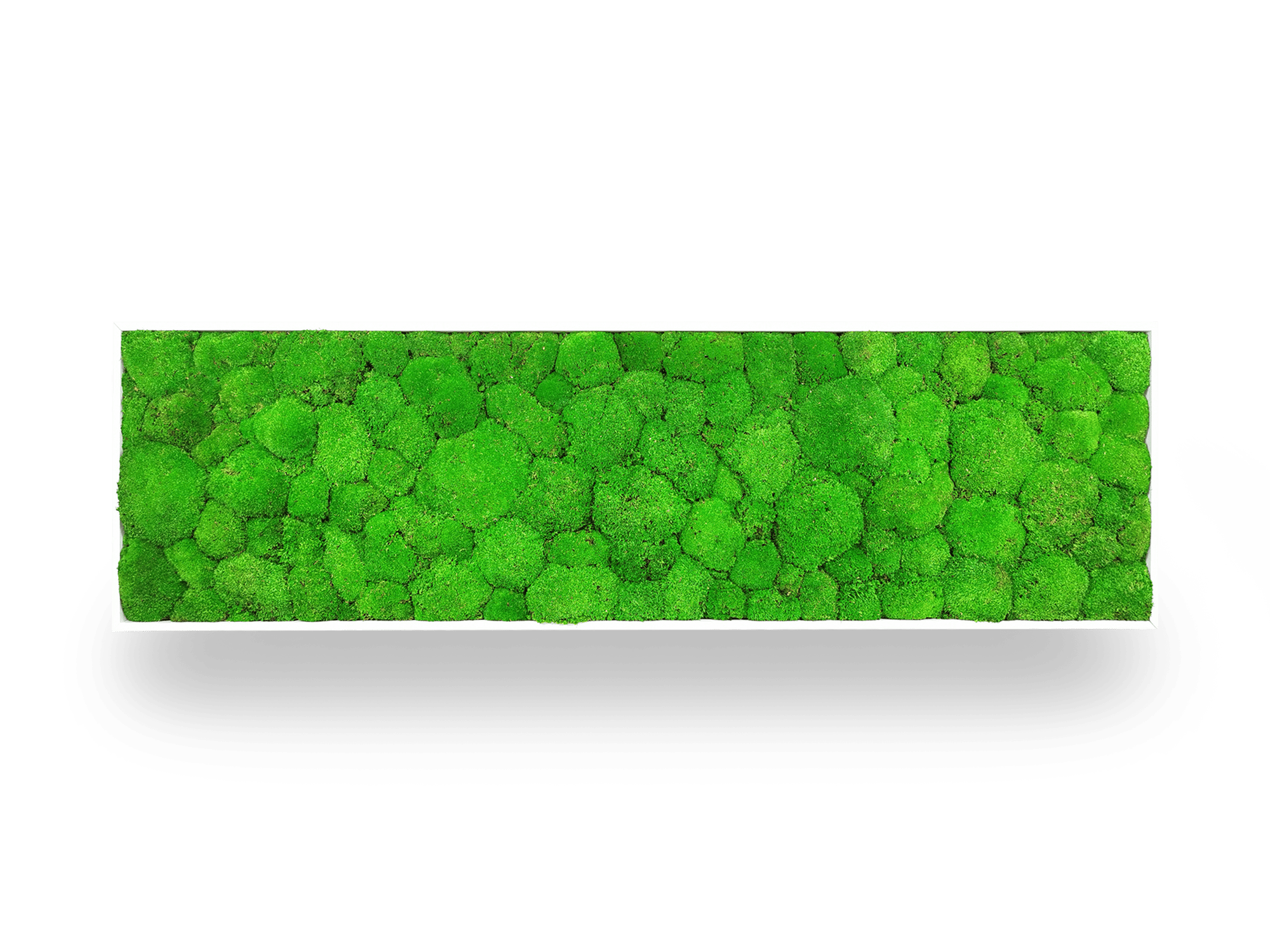 Tableau végétal naturel stabilisé Sphere 40x140 cm accroché mur salon - cadre blanc épuré mousses boules - jardin vertical XXL intérieur sans eau lumière - décoration murale nature tendance 2025