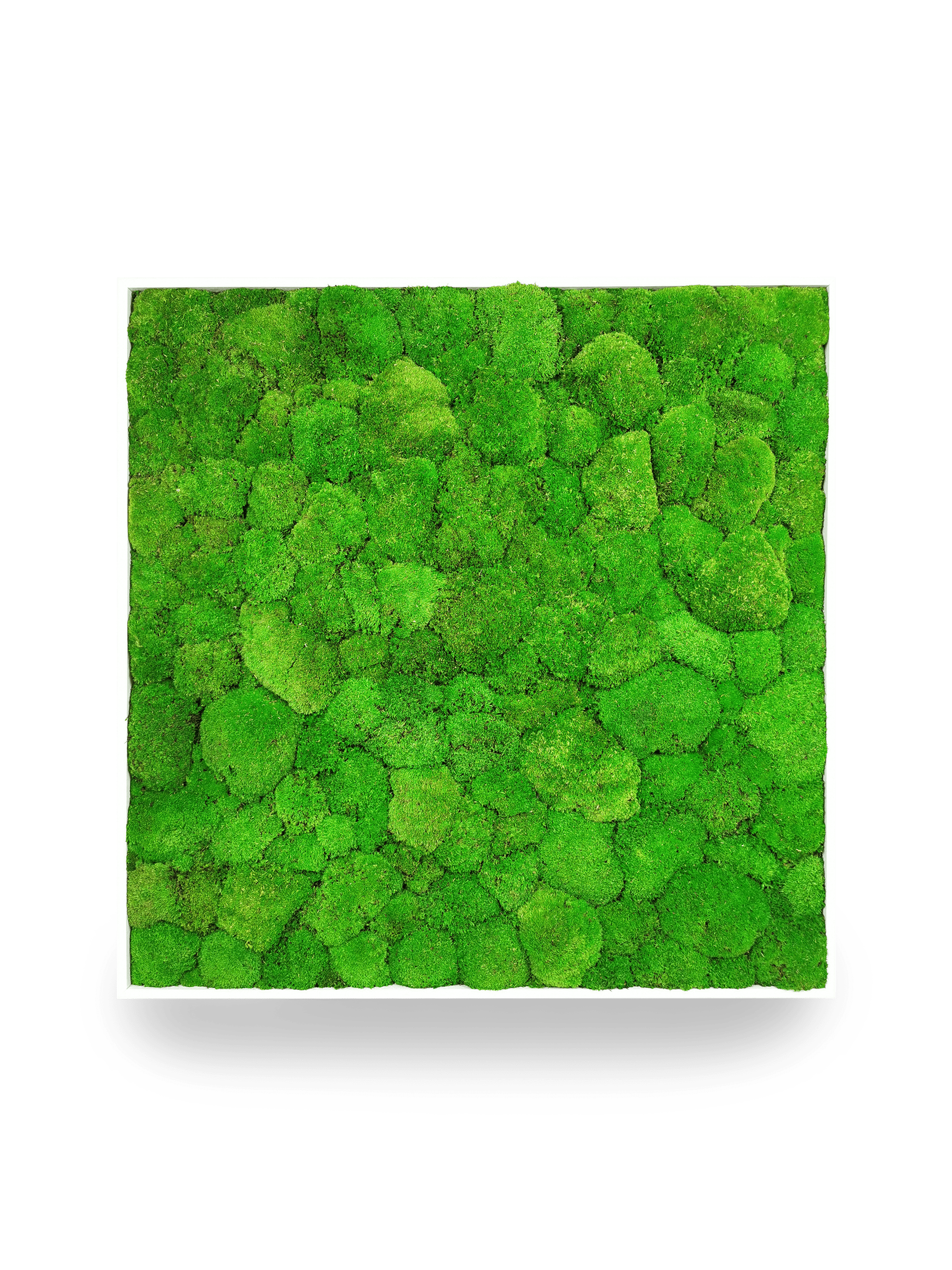 Stabilisiertes Naturpflanzenbild Kugel 80x80