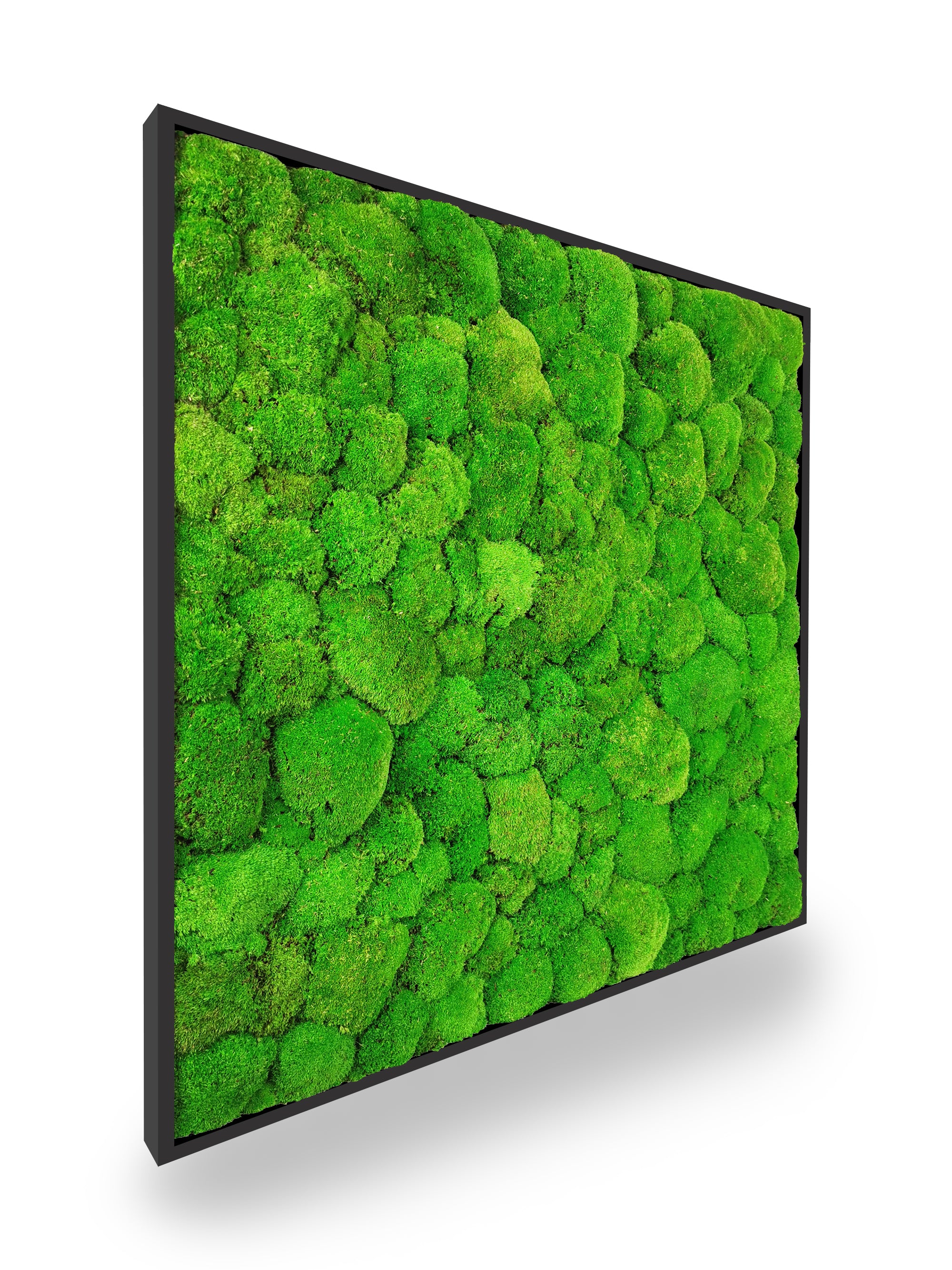 Tableau végétal naturel stabilisé Sphere 80x80