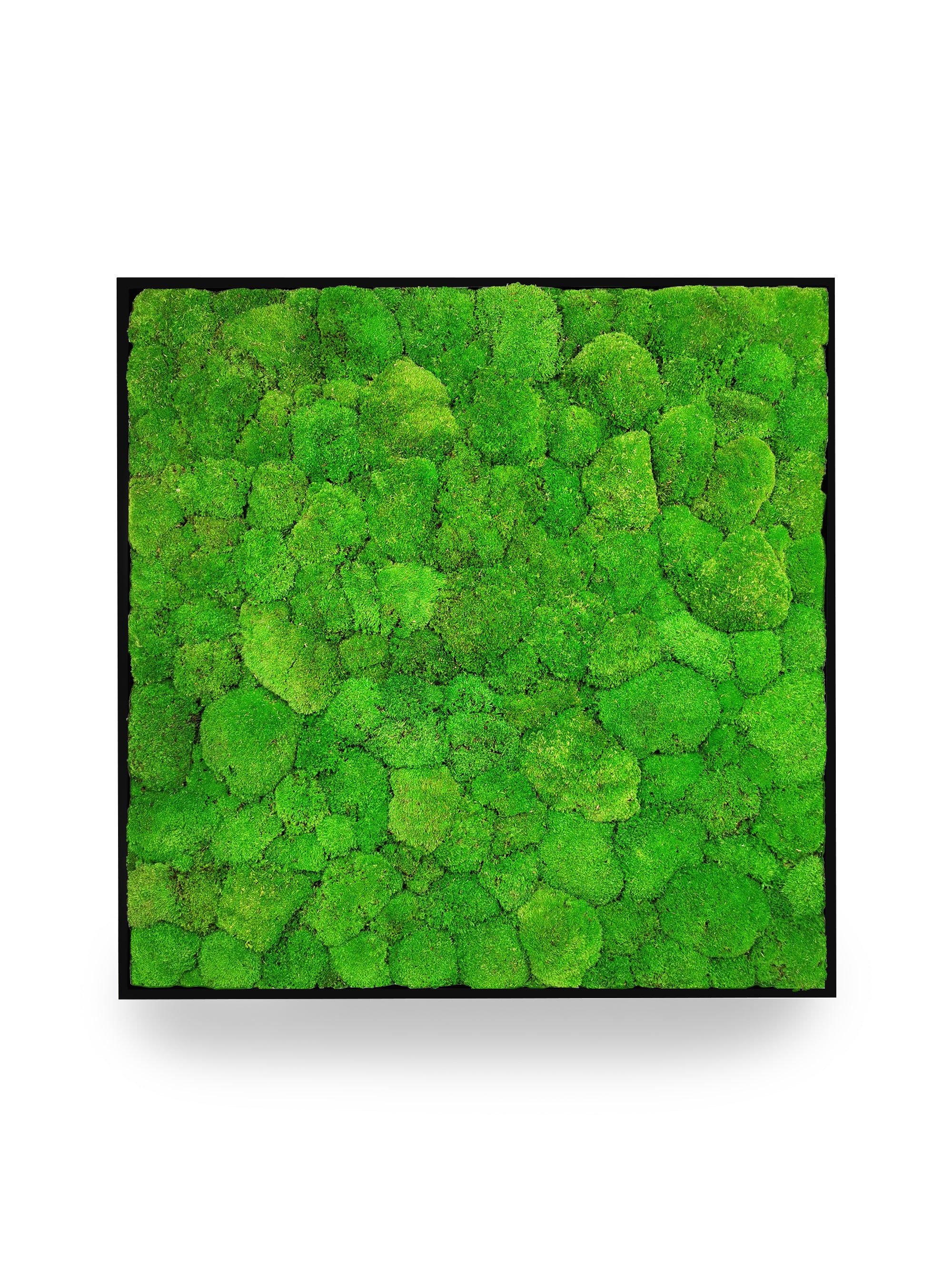 Tableau végétal naturel stabilisé Sphere 80x80