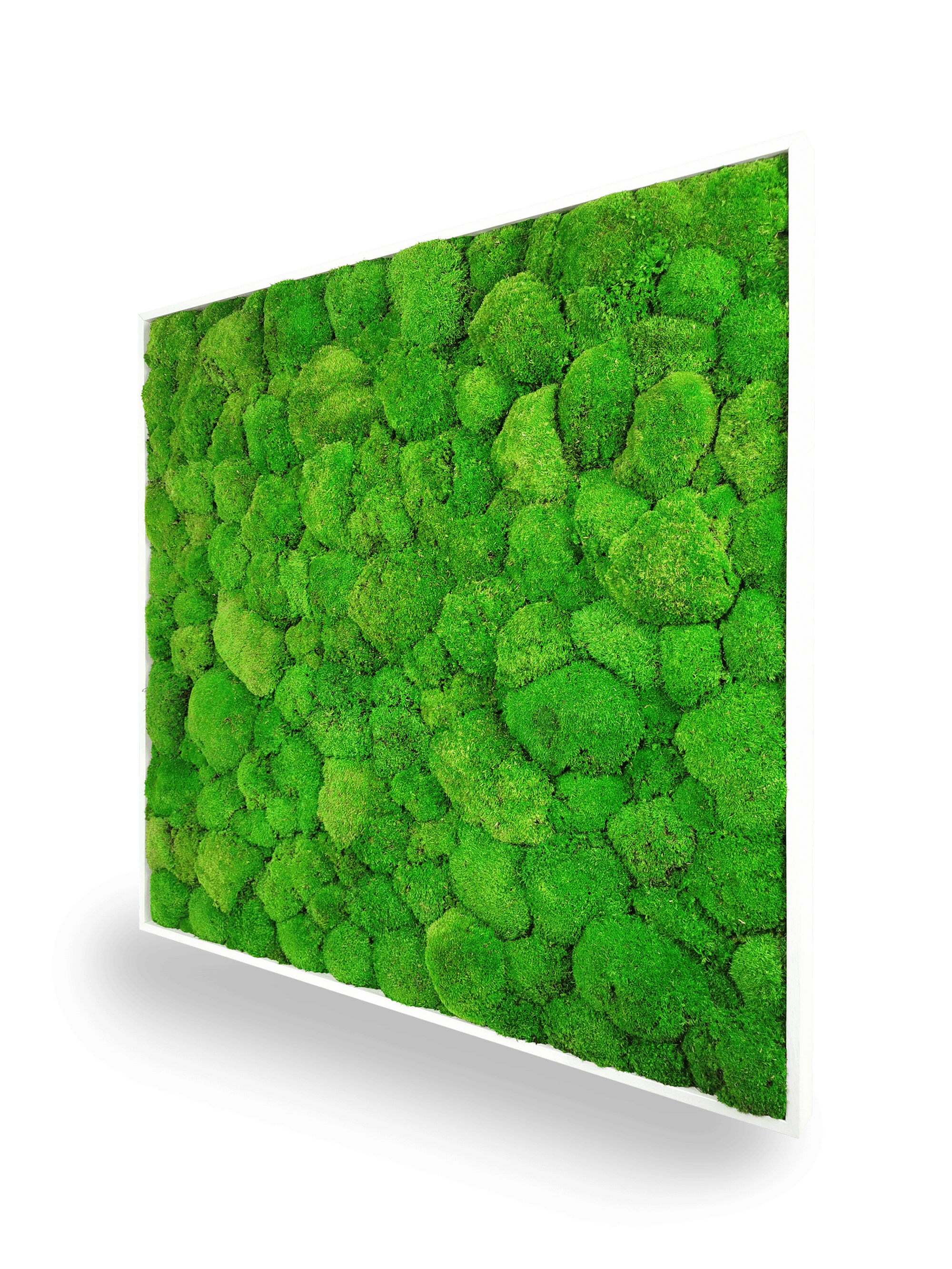 Tableau végétal naturel stabilisé Sphere 80x80