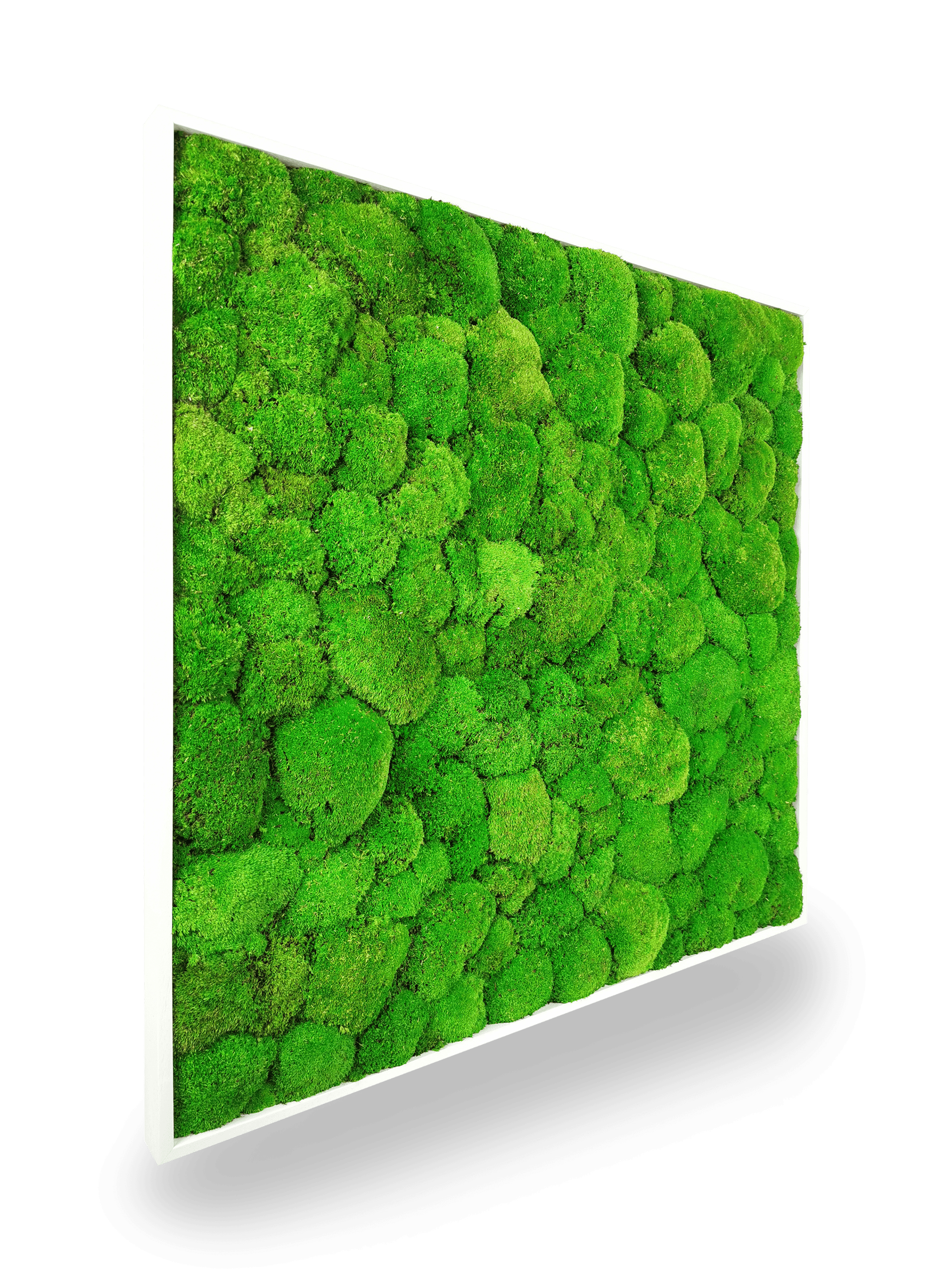 Tableau végétal naturel stabilisé Sphere 80x80