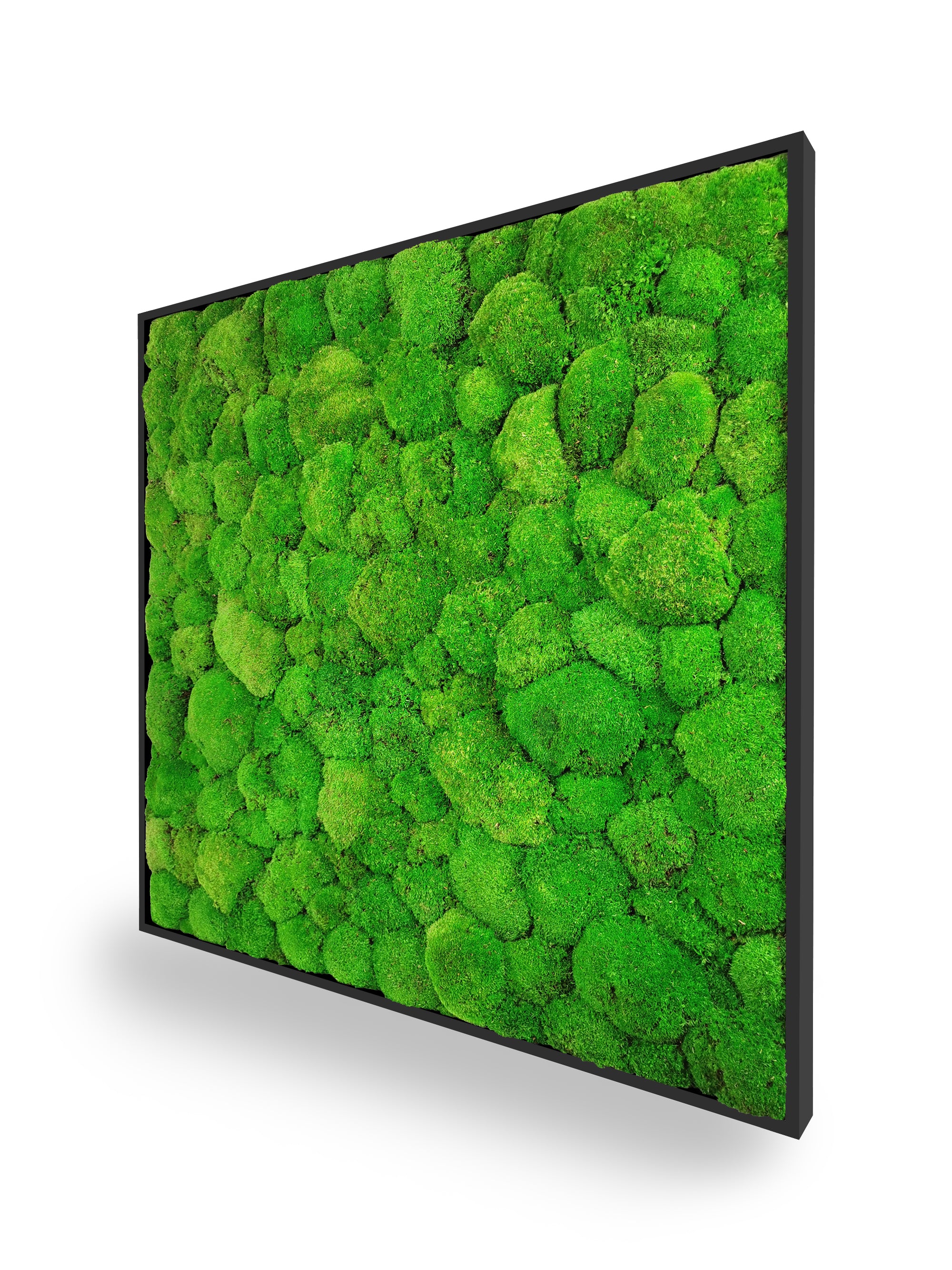 Tableau végétal naturel stabilisé Sphere 80x80