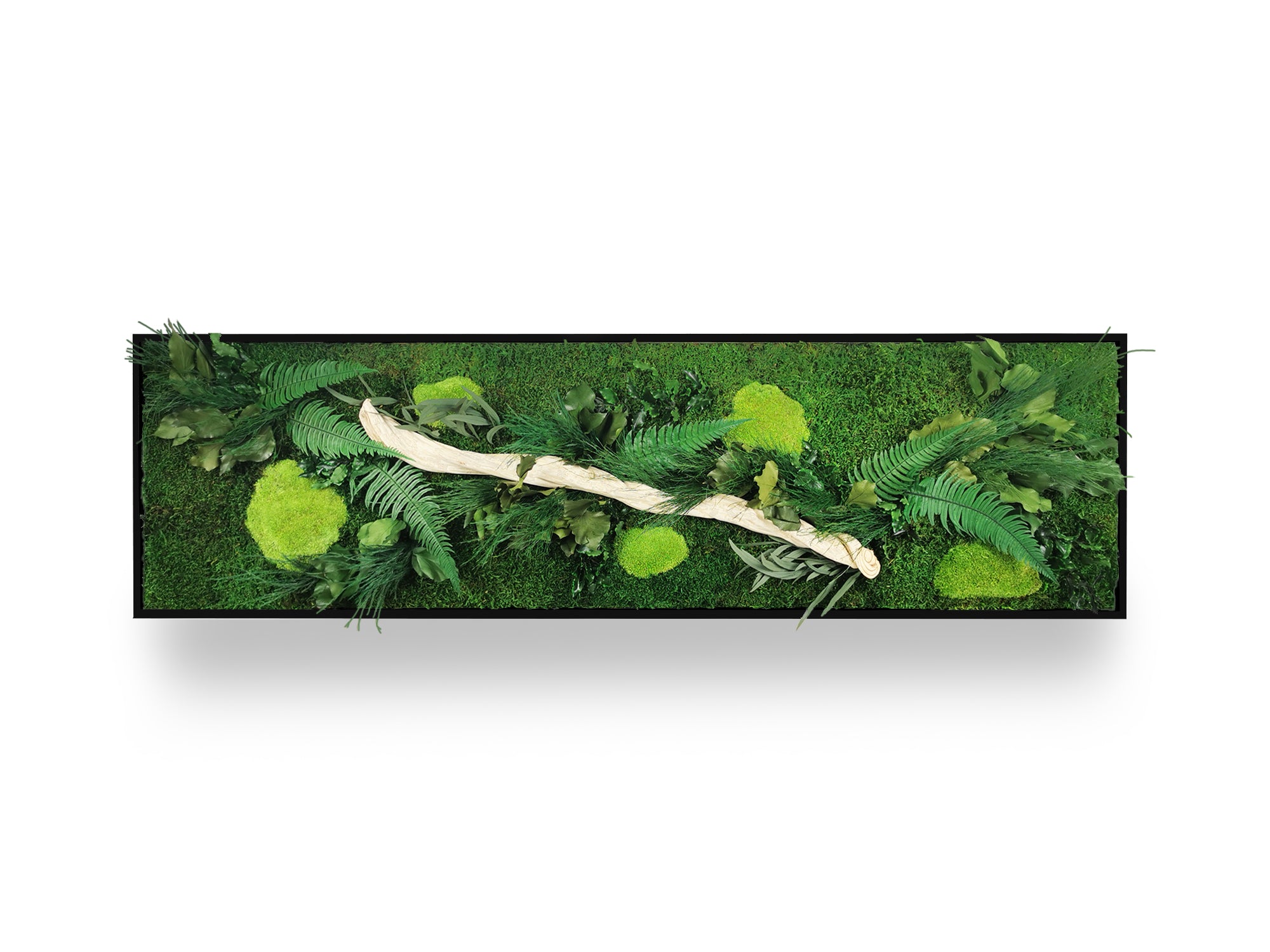 Tableau végétal stabilisé Wood 40x140 cm cadre noir mat moderne - bois flotté naturel fougères eucalyptus pittosporum - mur végétal design contemporain industriel - décoration végétale tendance sans entretien