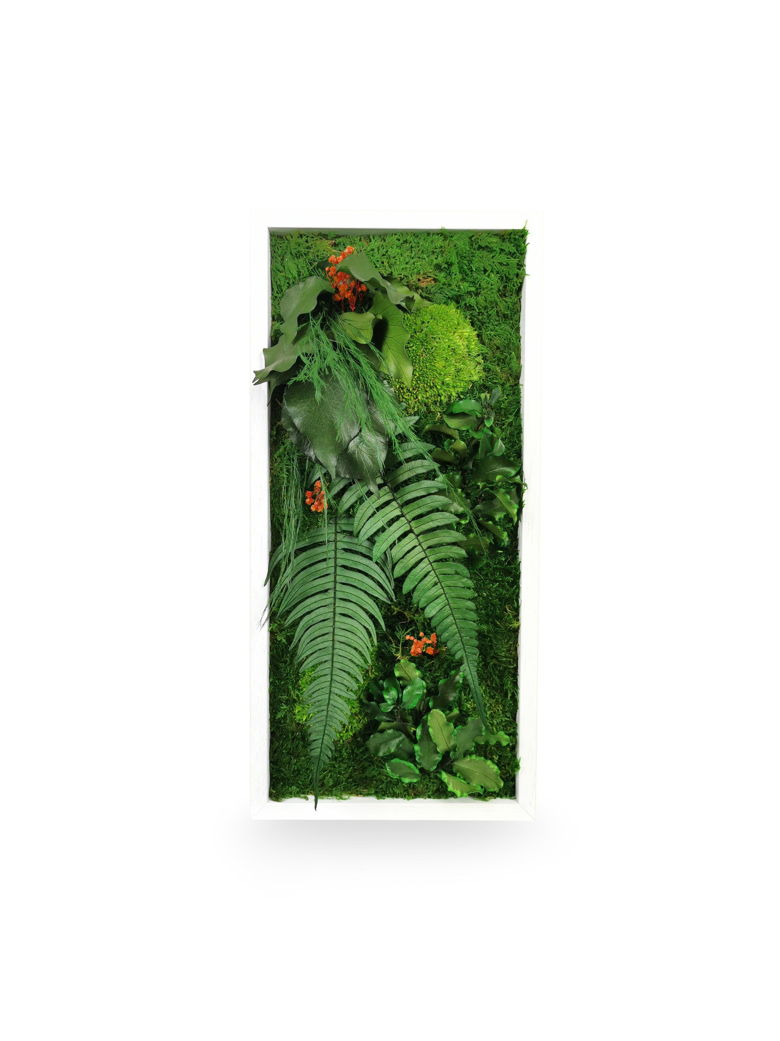 Tableau végétal stabilisé Elegance 18x38 cm cadre blanc variante rouge bordeaux - mousses rouges fougères lierres gypsophile petit format - composition végétale unique colorée - décoration murale originale