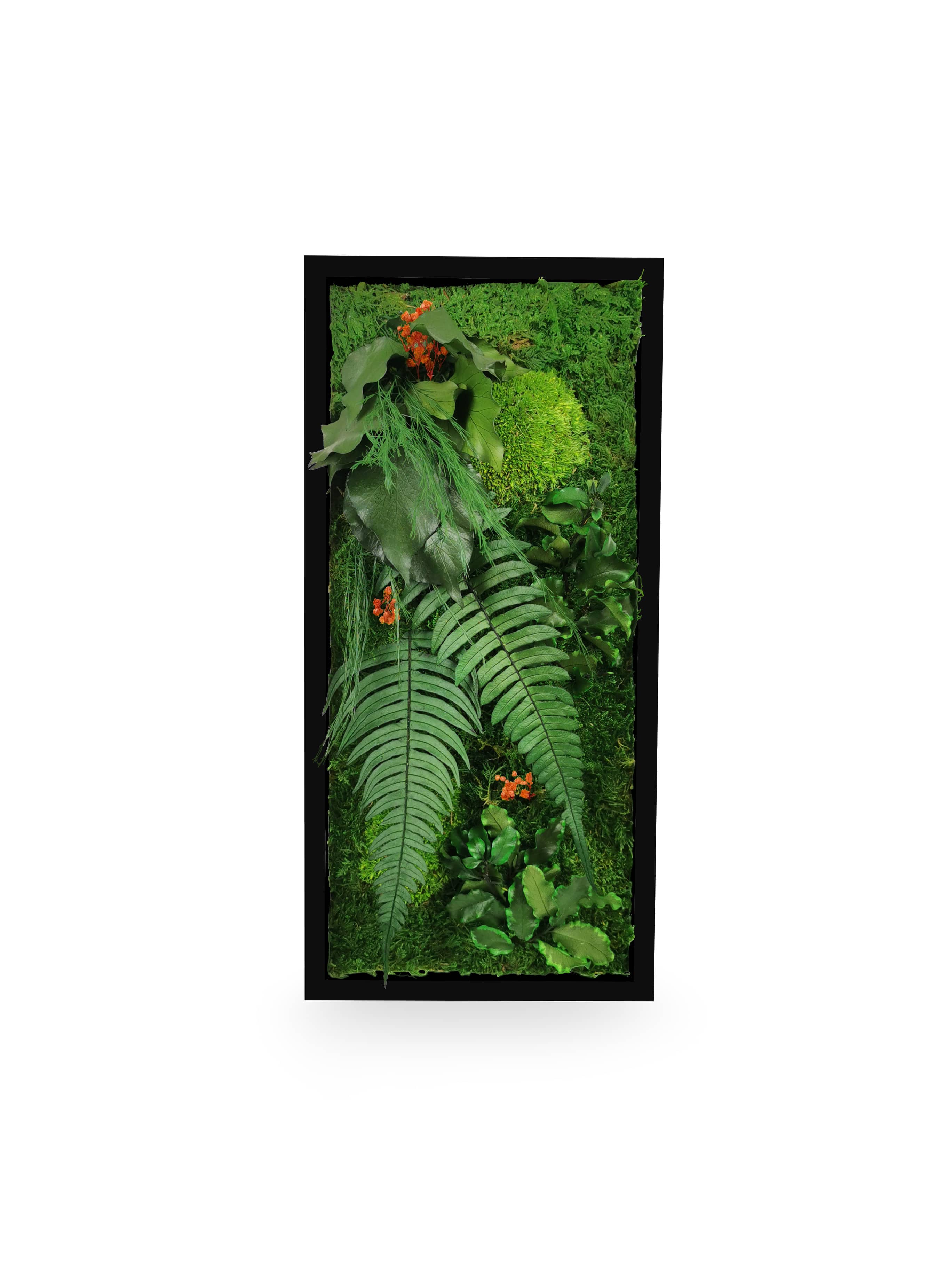 Tableau végétal stabilisé Elegance 18x38 cm cadre noir variante rouge bordeaux - mousses rouges bordeaux fougères naturelles format petit étroit - jardin vertical coloré original - décoration design