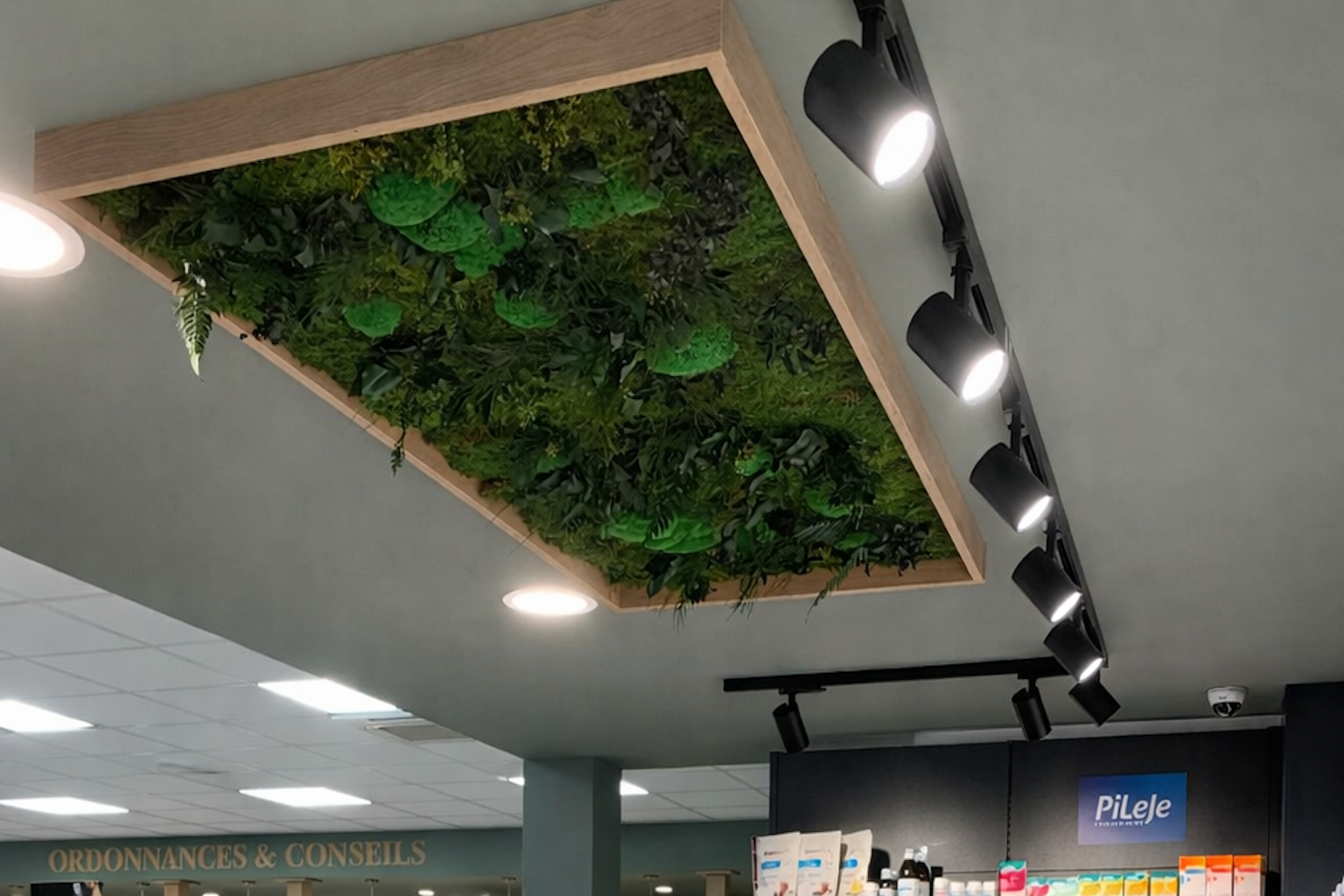 Plafond végétal naturel stabilisé sur-mesure - Pharmacie, Tartas (Landes)
