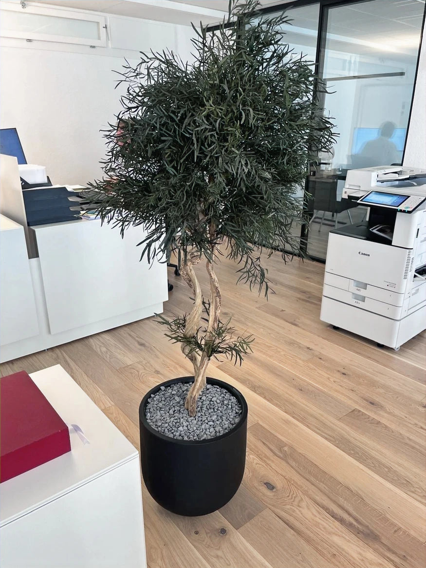 Plantes stabilisées au bureau