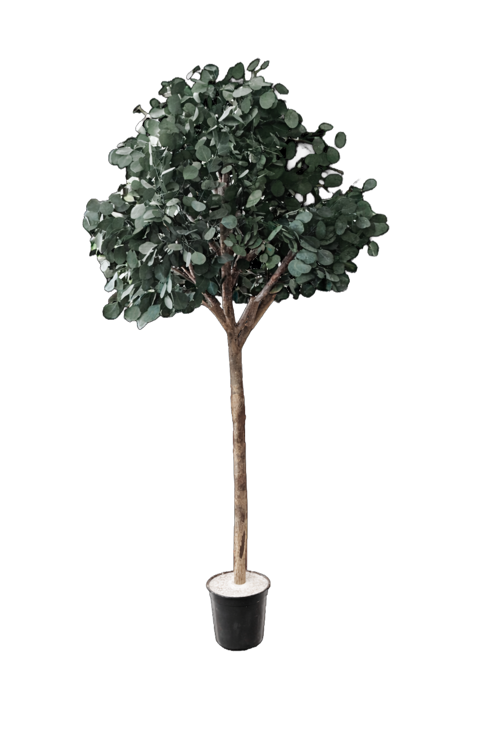 Arbre large naturel stabilisé Eucalyptus Populus