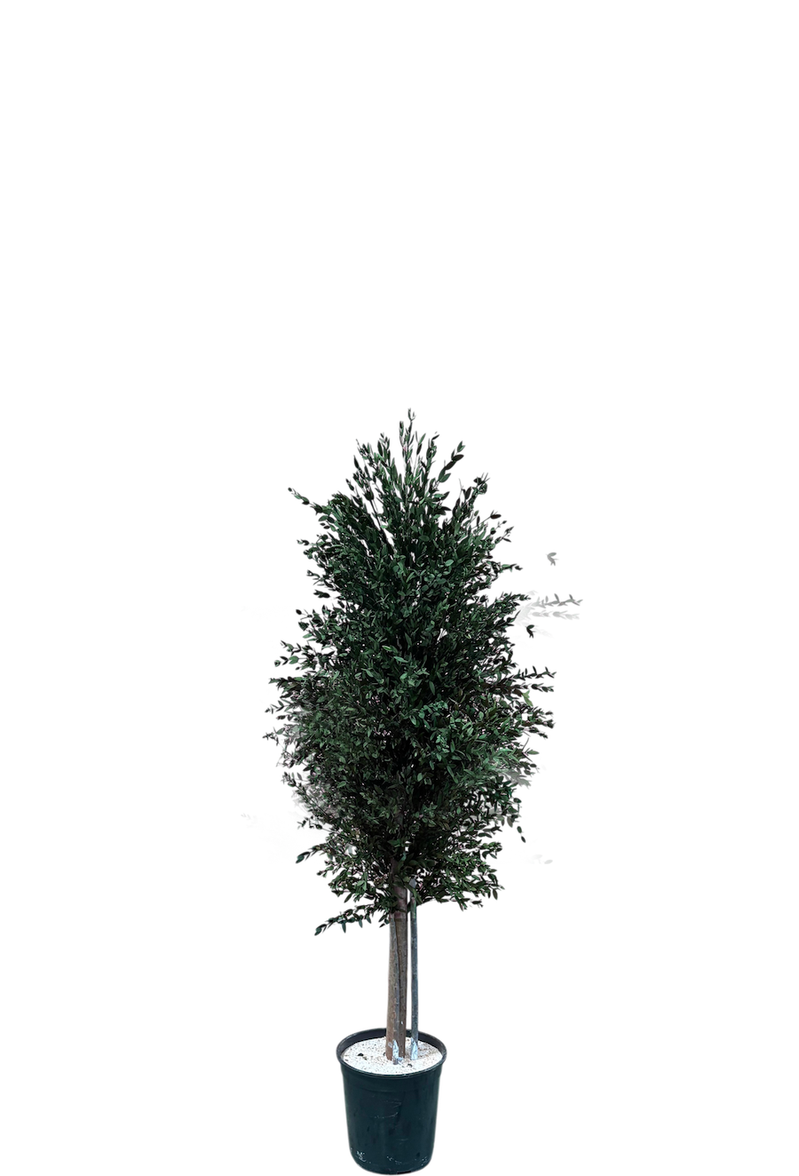 Arbre naturel stabilisé Eucalyptus Parvifolia fin