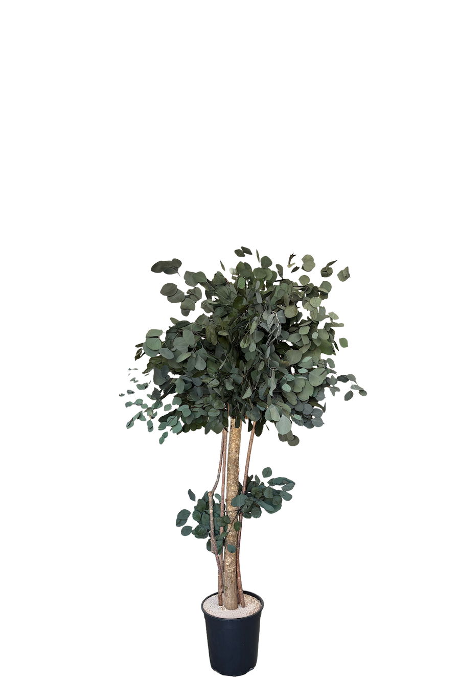 Arbre naturel stabilisé Eucalyptus Populus tige