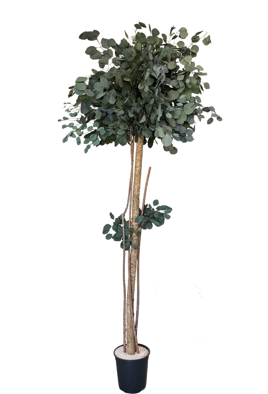 Arbre naturel stabilisé Eucalyptus Populus tige