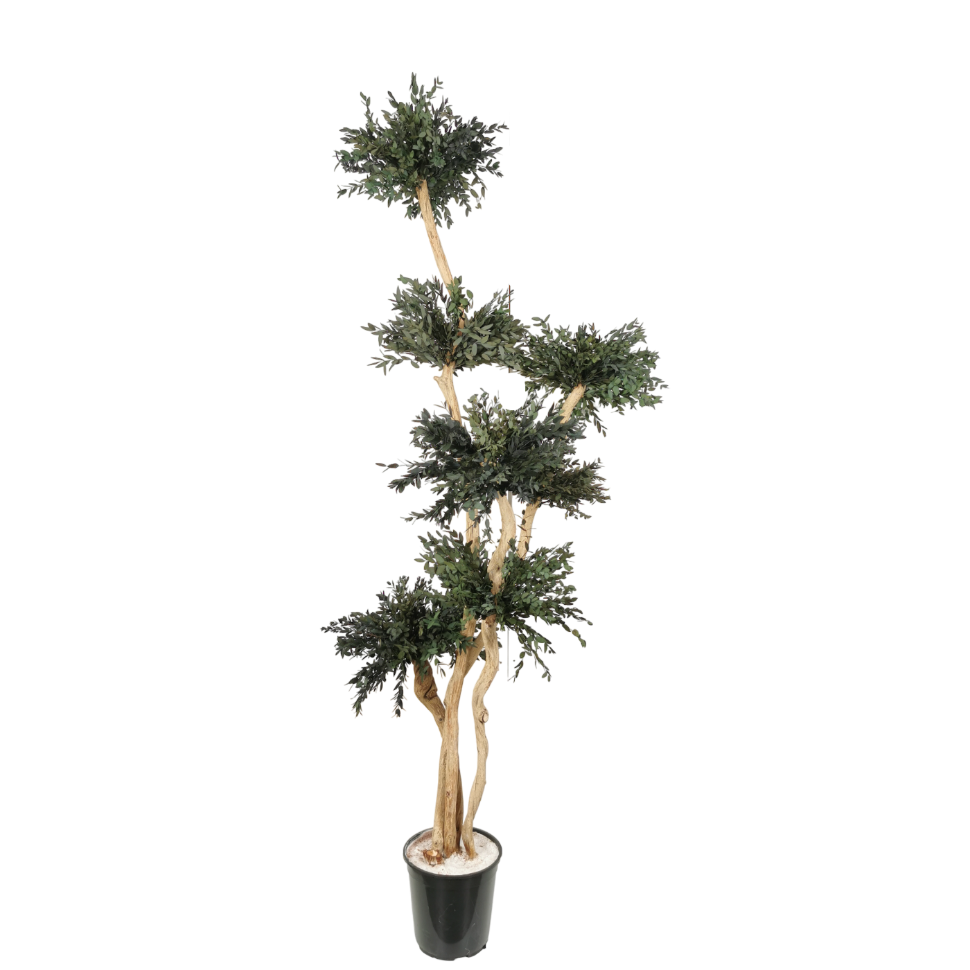 Arbre Eucalyptus Parvifolia stabilisé nuage 160 cm 7 sphères - feuilles ovales vert foncé taille topiaire - décoration intérieure moderne zen sans entretien arrosage - fabrication française artisanale
