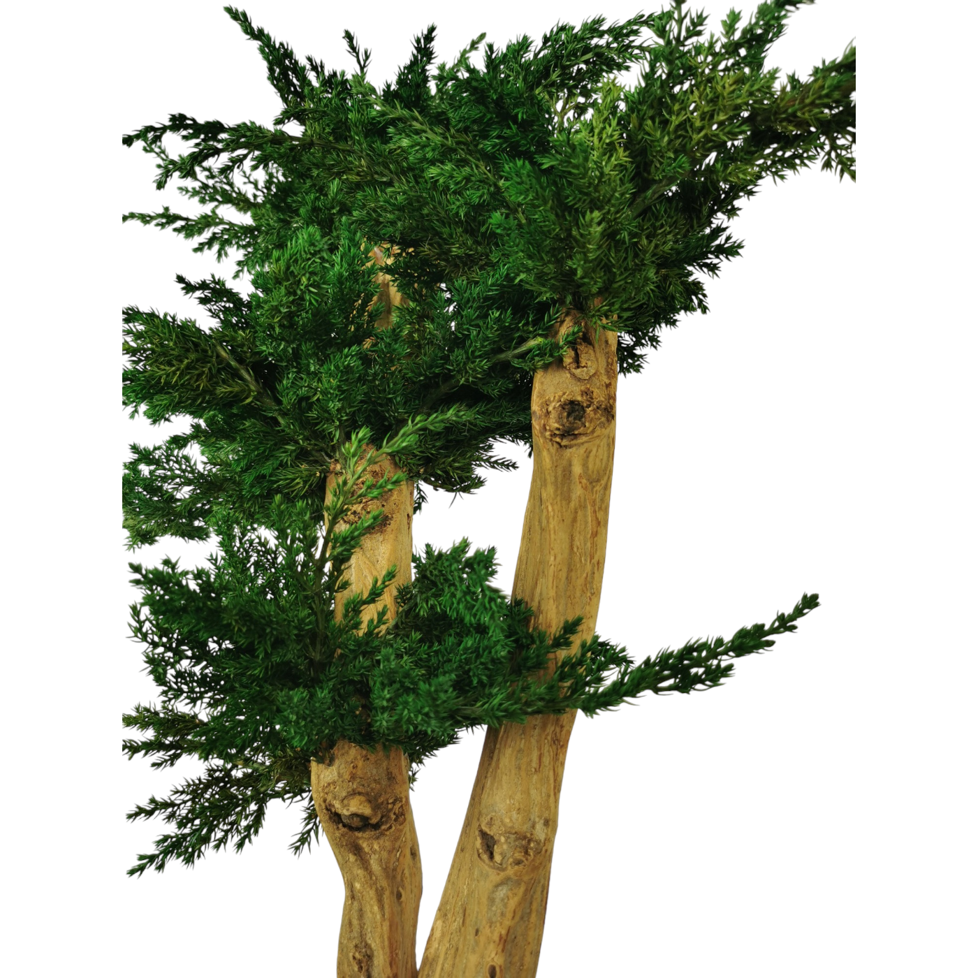 Bonsaï naturel stabilisé juniperus