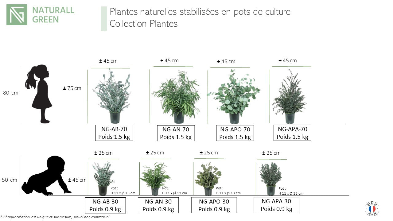 Plante naturelle stabilisée Eucalyptus Parvifolia 30 cm