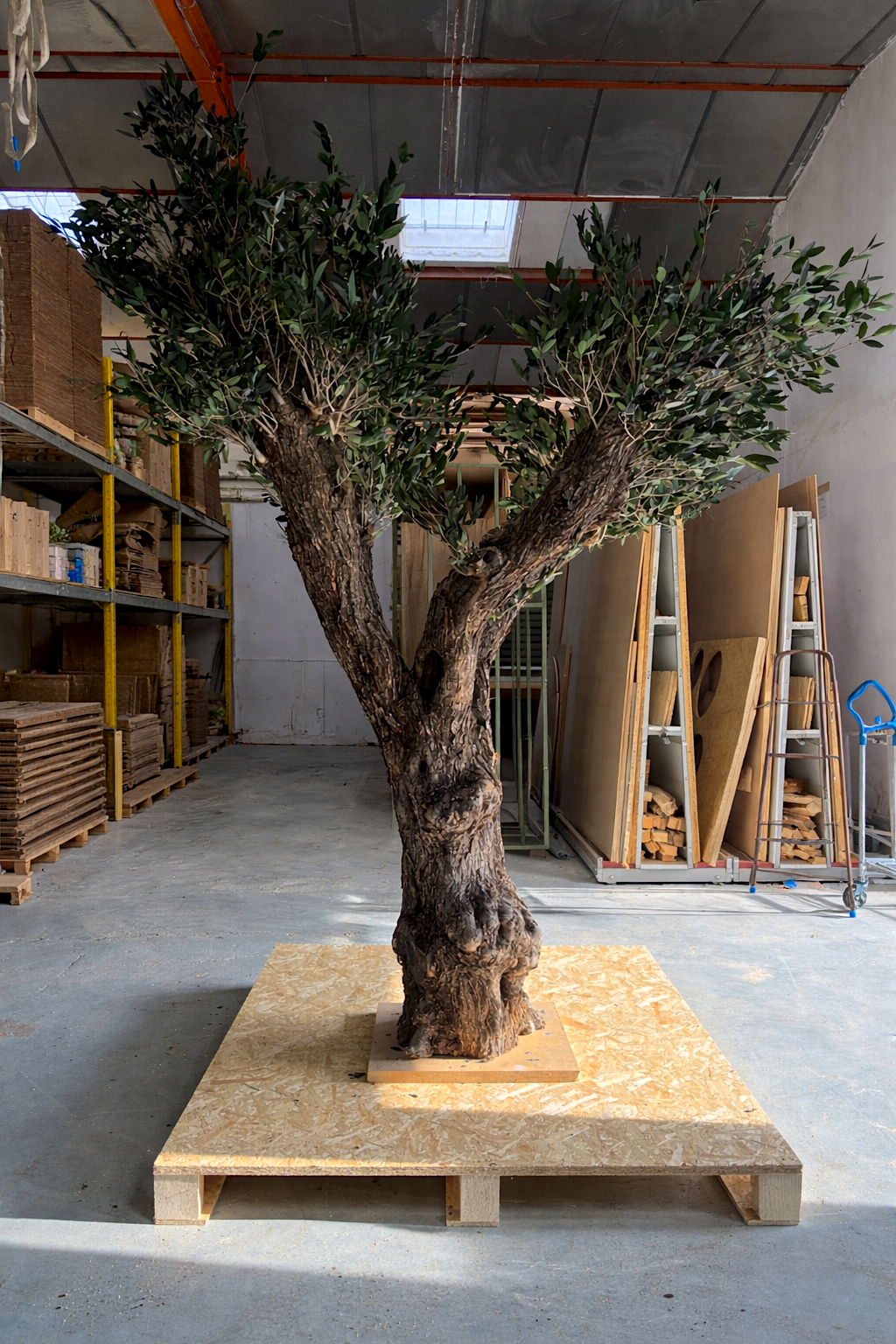 Natürlich stabilisierter Olivenbaum