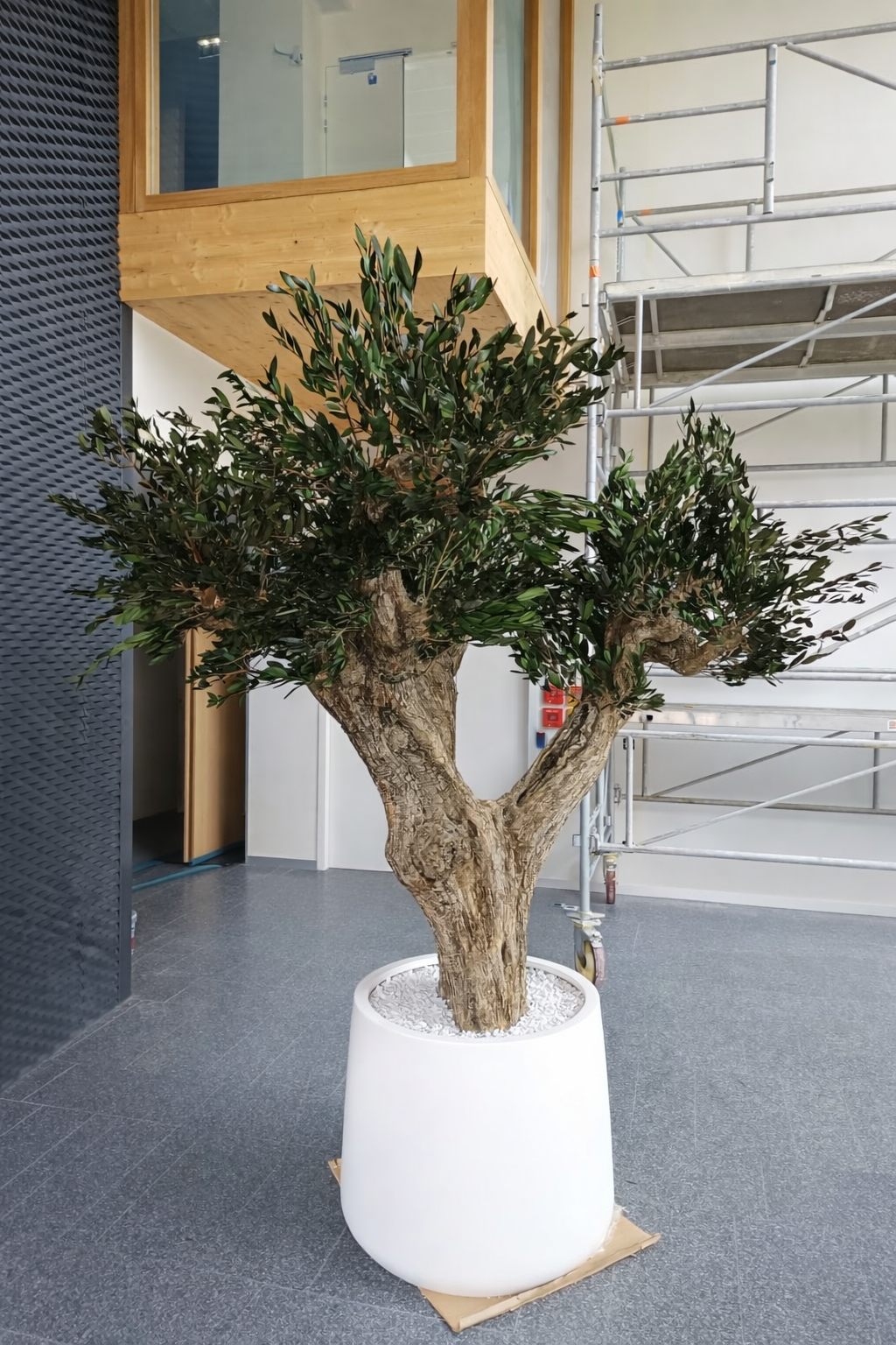 Natürlich stabilisierter Olivenbaum