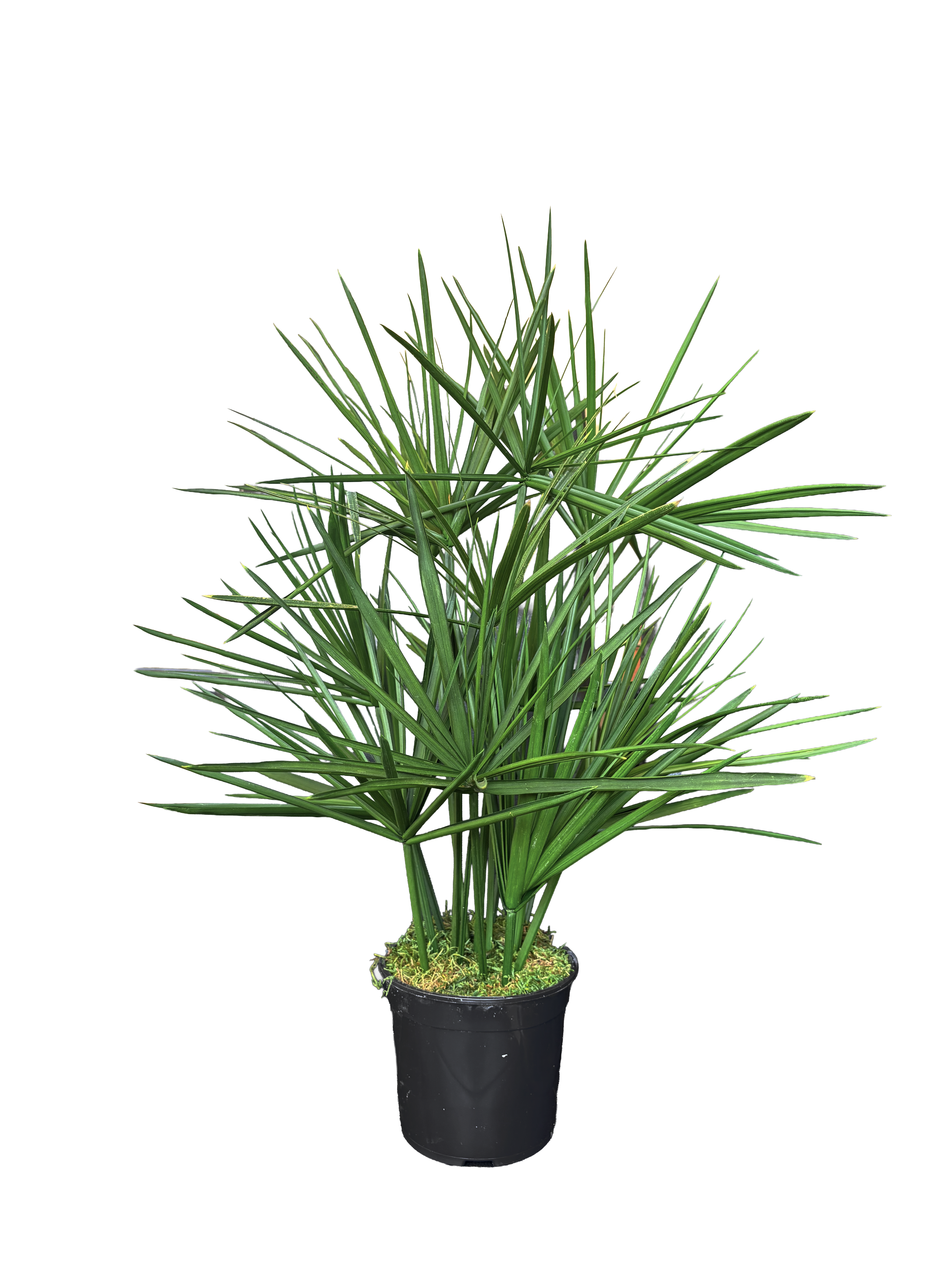 Plante naturelle stabilisée Papyrus | Sans entretien | Naturall Green"