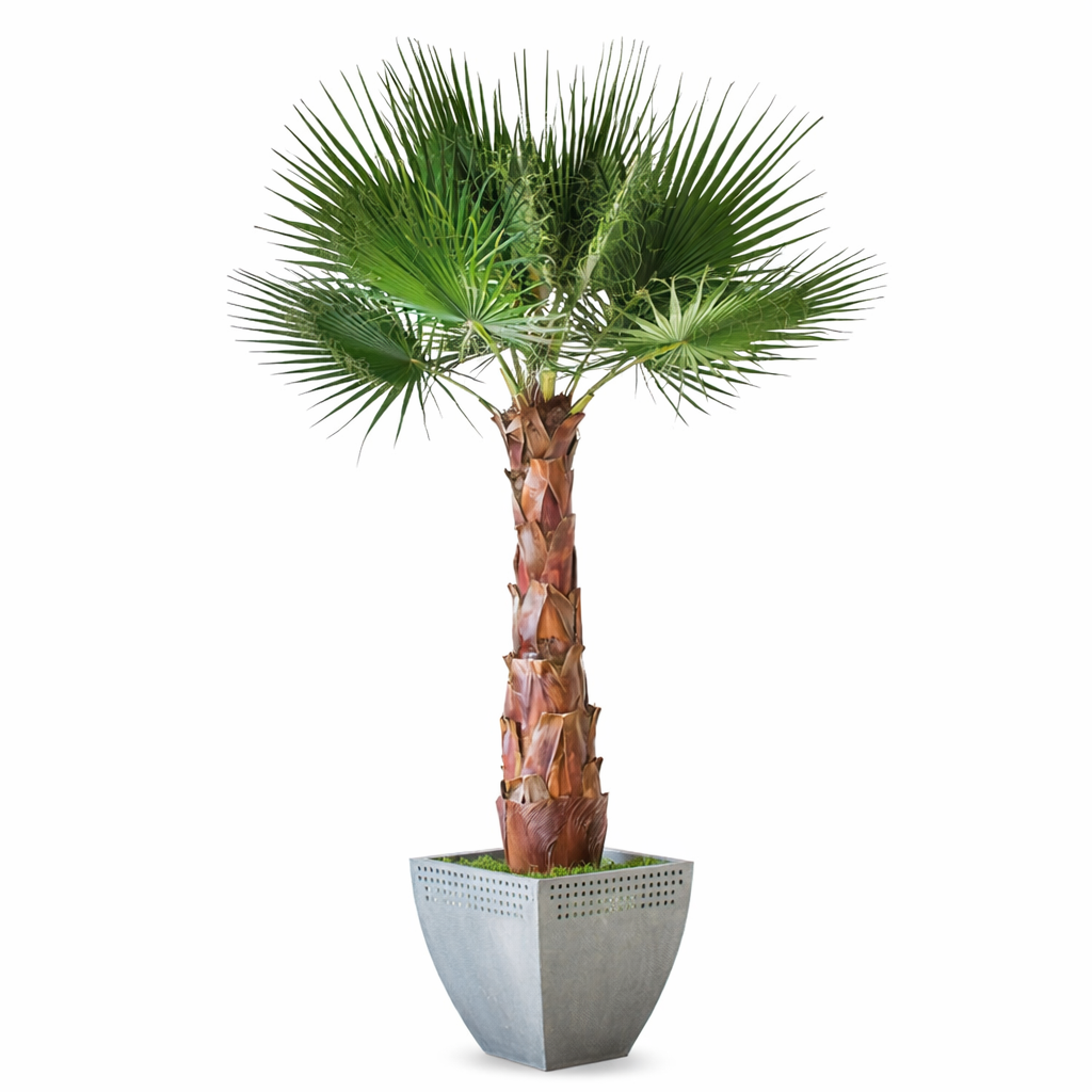 Palmiers naturel stabilisé Washingtonia