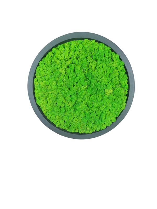 Tableau végétal naturel stabilisé rond lichen 30 main image 1