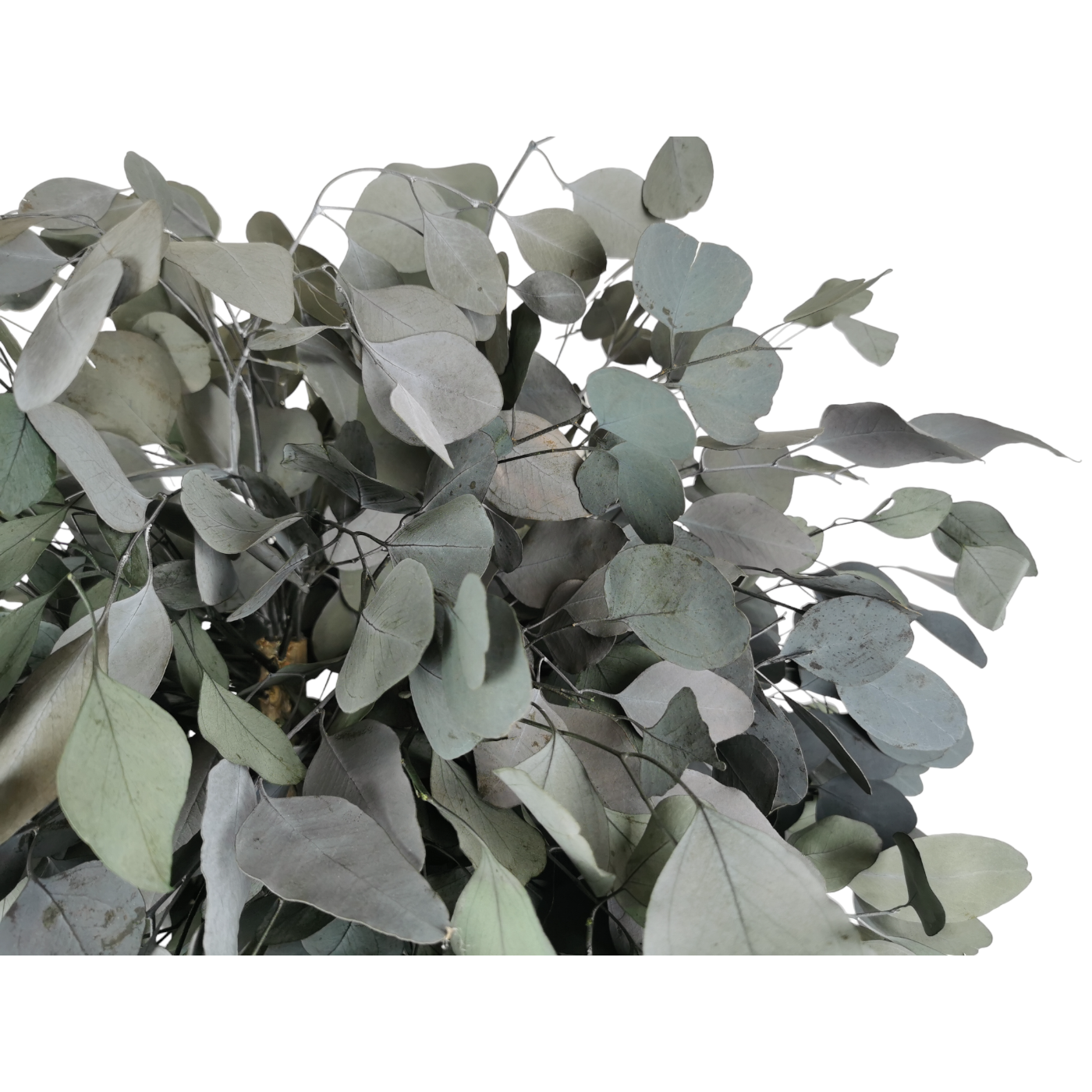 Arbre naturel stabilisé Eucalyptus Populus tige