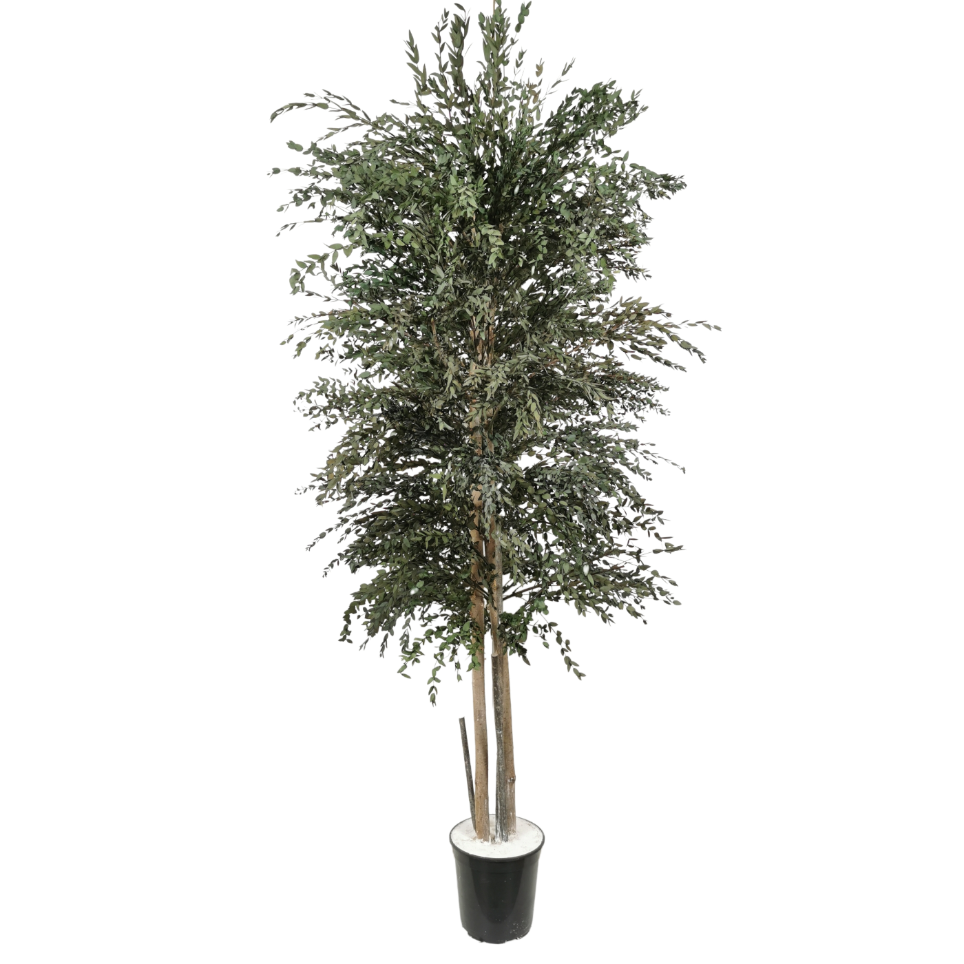 Arbre naturel stabilisé Eucalyptus Parvifolia fin