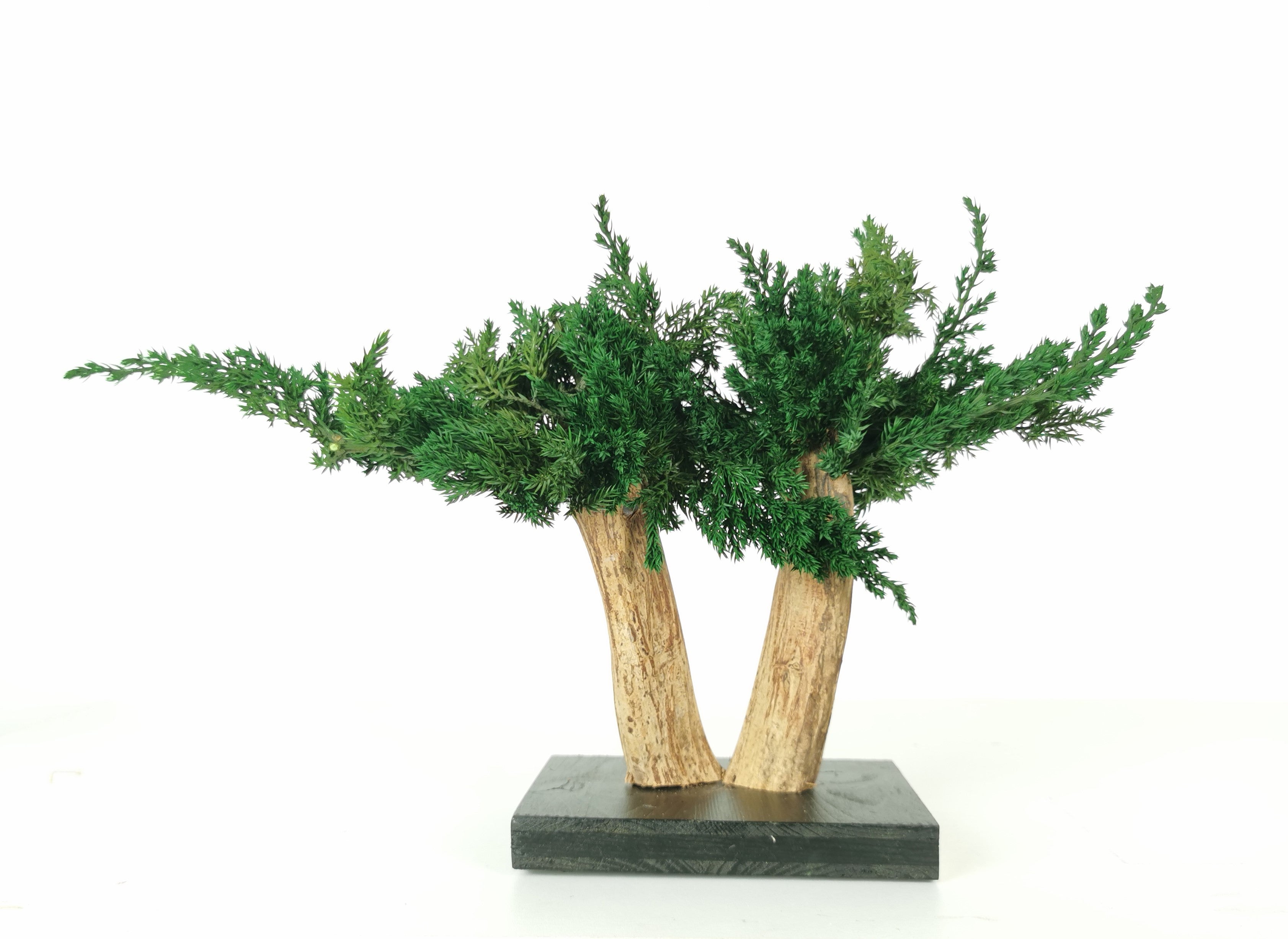 Bonsaï naturel stabilisé juniperus