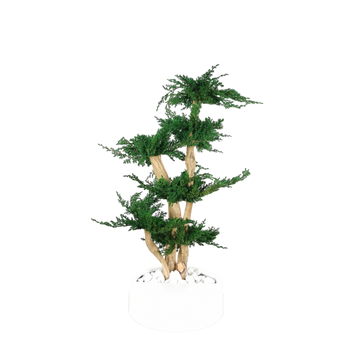 Bonsaï Juniperus Stabilisé