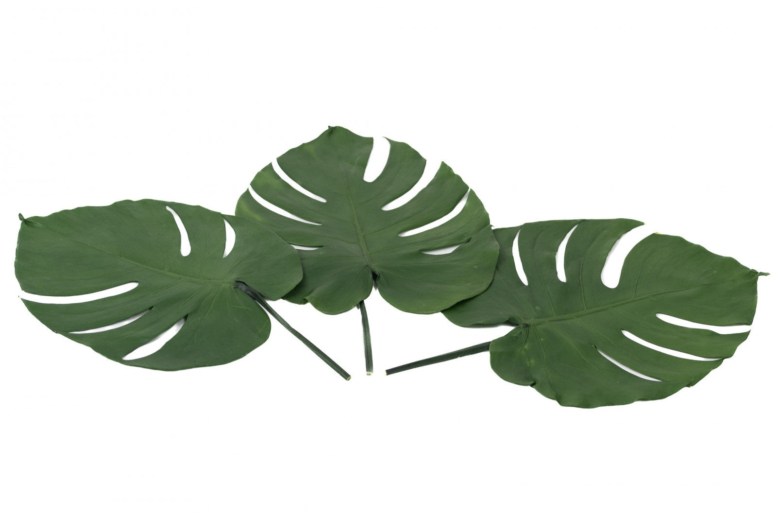 Monstera stabilisé