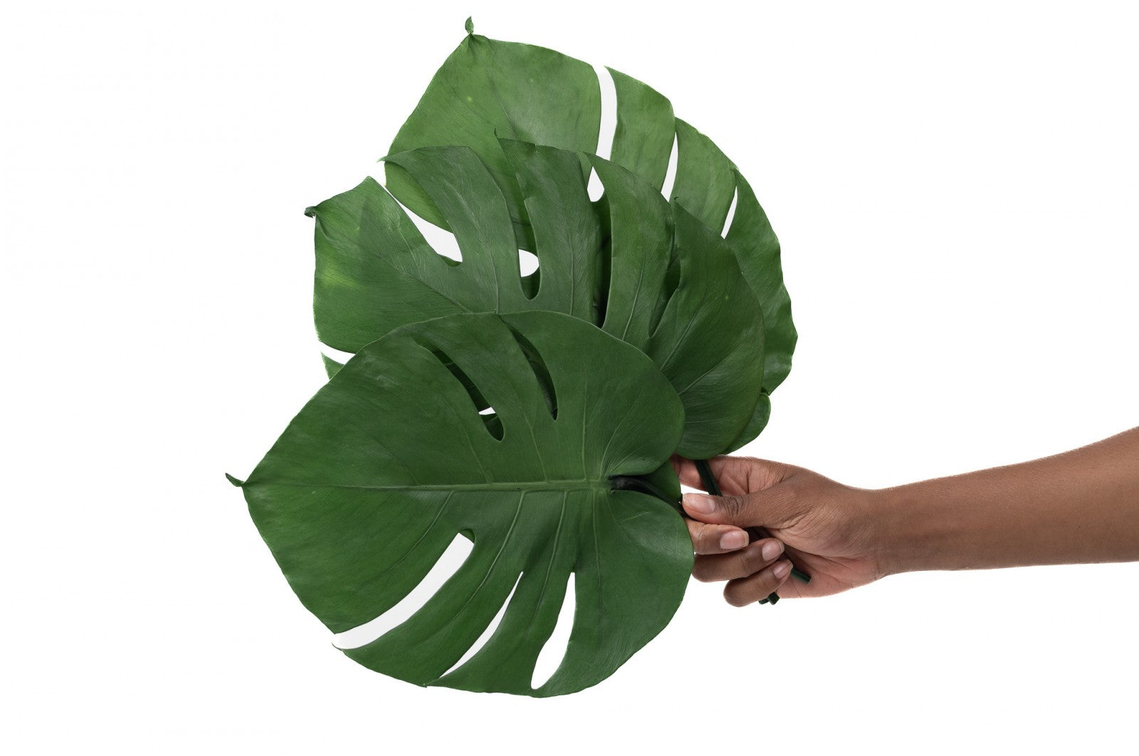 Monstera stabilisé